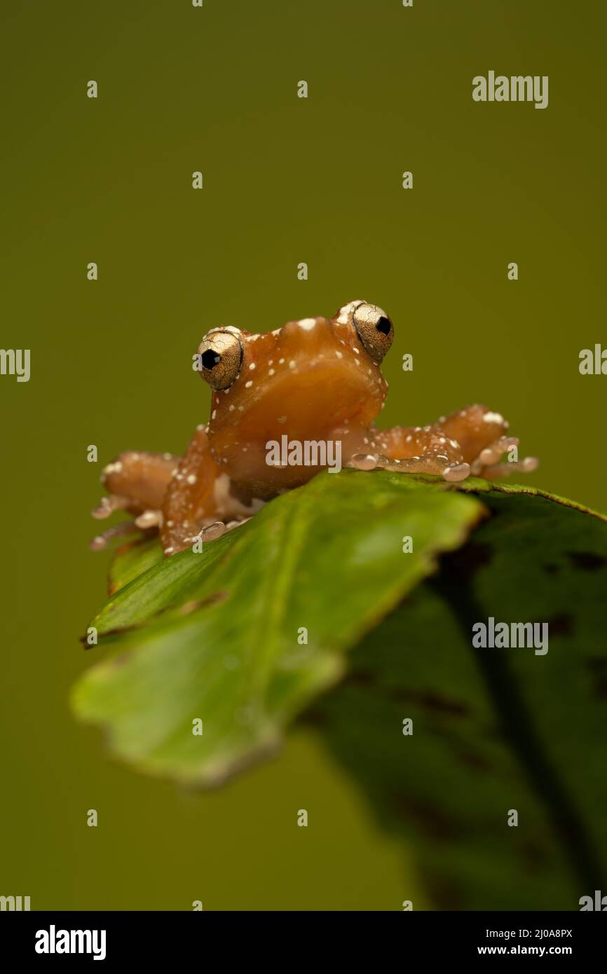 Une grenouille d'arbre à la cannelle (Nyctixalus pictus), au repos sur une feuille verte photographiée sur un fond vert Uni Banque D'Images