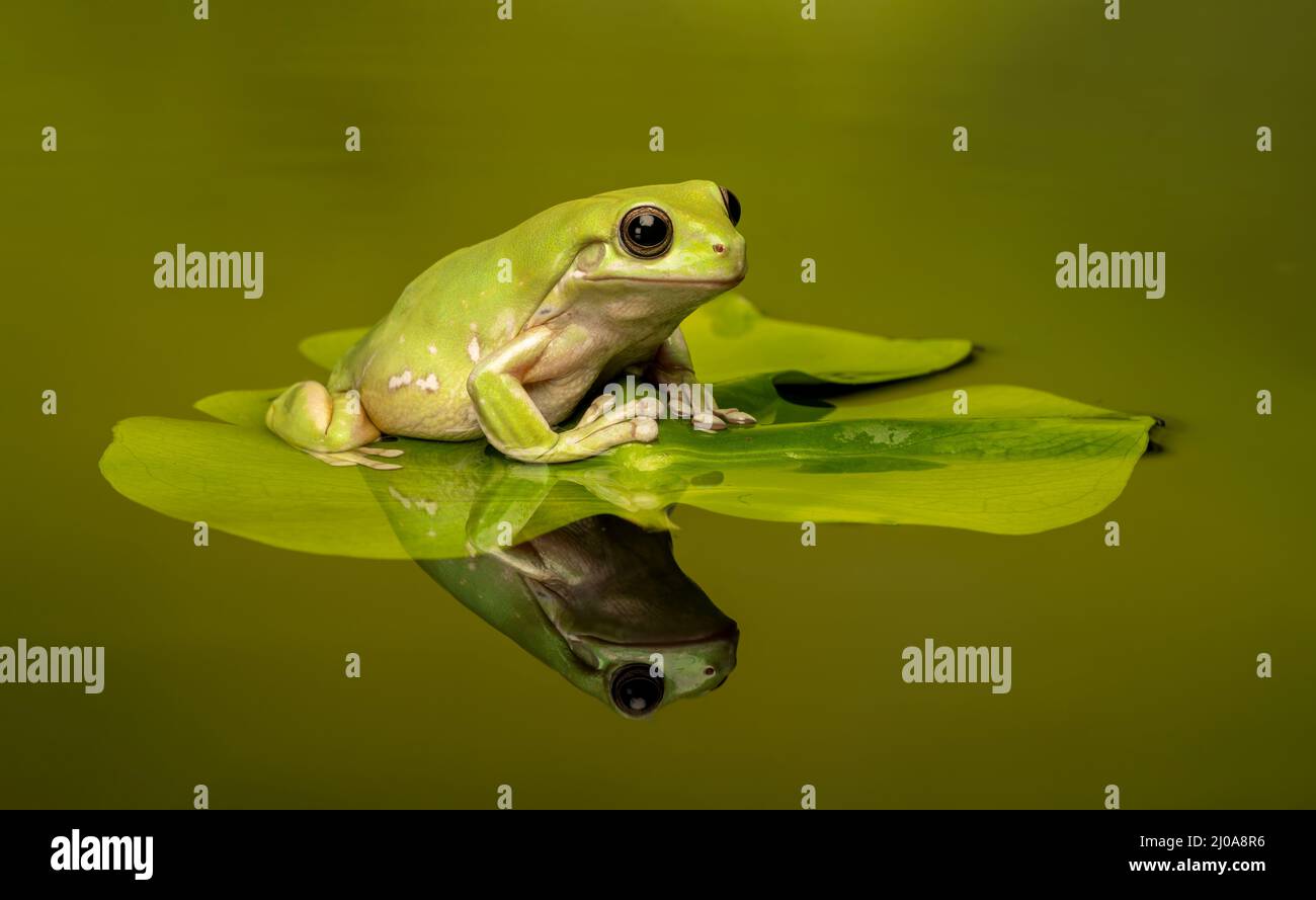 Une grenouille de Whites Tree, (Ranoidea caerulea), sur un Lily Pad dans un étang (avec réflexion) Banque D'Images