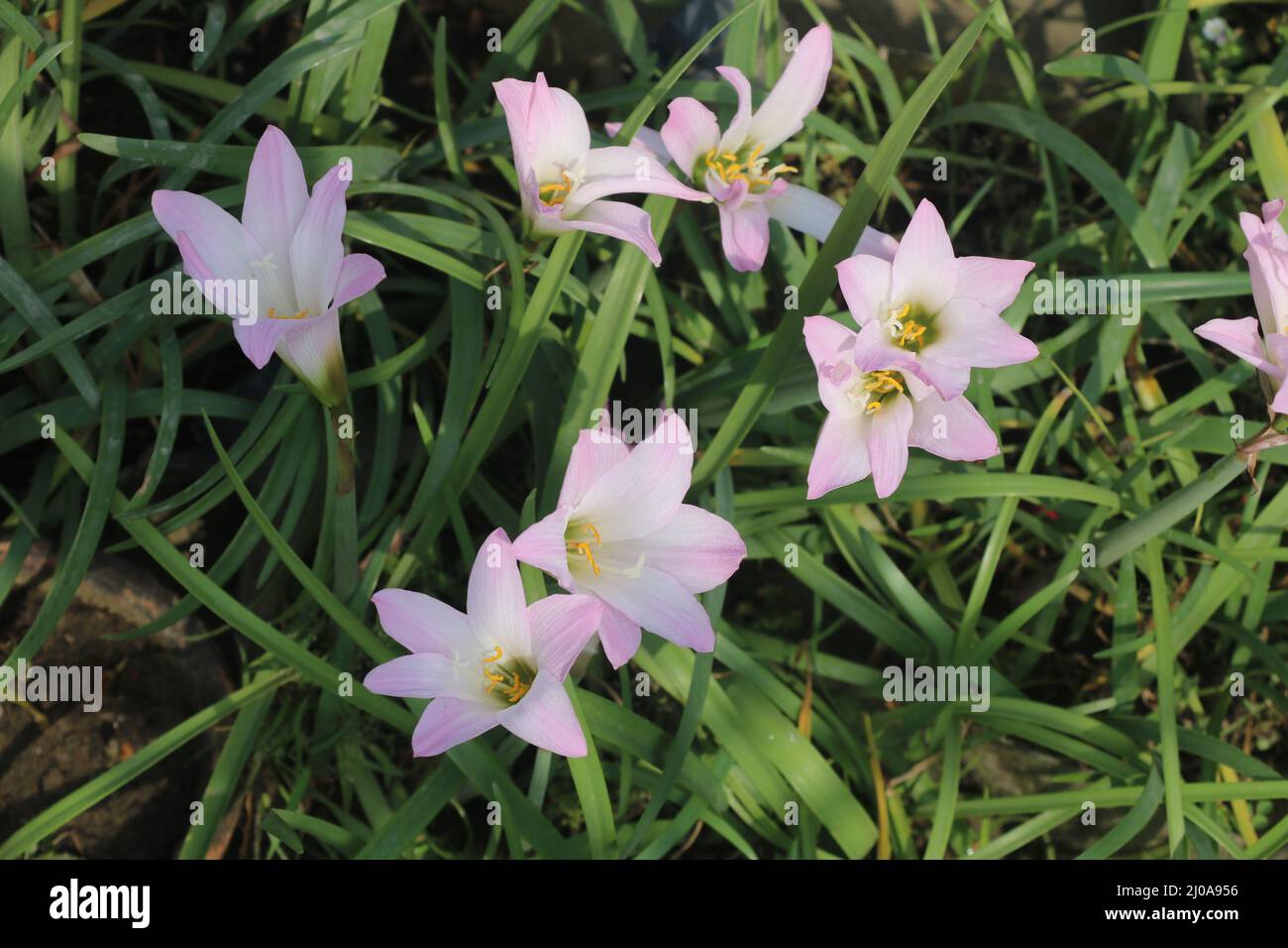 Zephyranthes simpsonii rose, c'est un genre de lily de pluie.les lys de pluie sont jolis en rose.cette fleur est si belle avec blanc, rose et jaune couleur. Banque D'Images