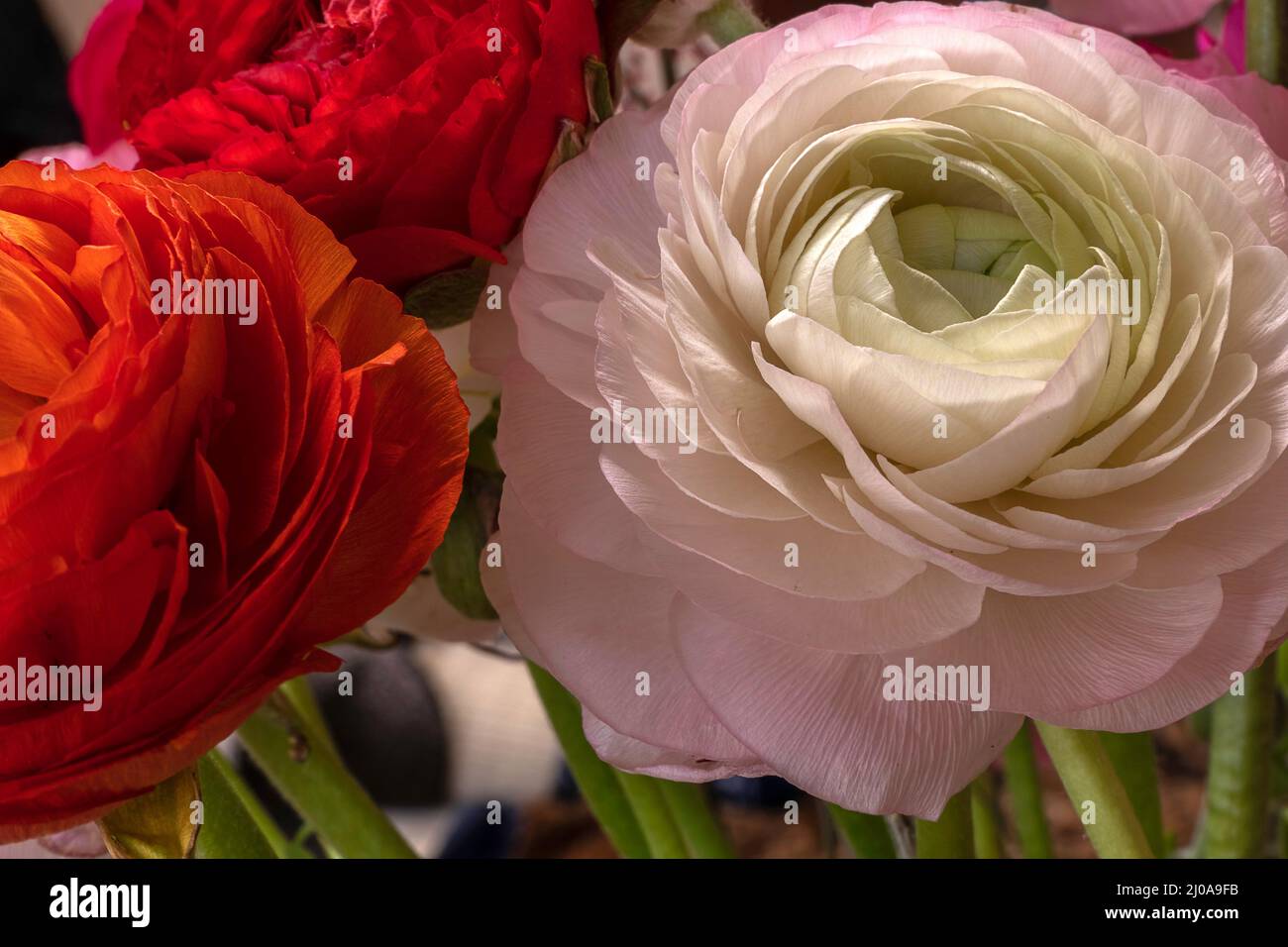 Photo macro de beau bouquet de ranunculus rose et blanc tendre. Structure pétale visible. Banque D'Images