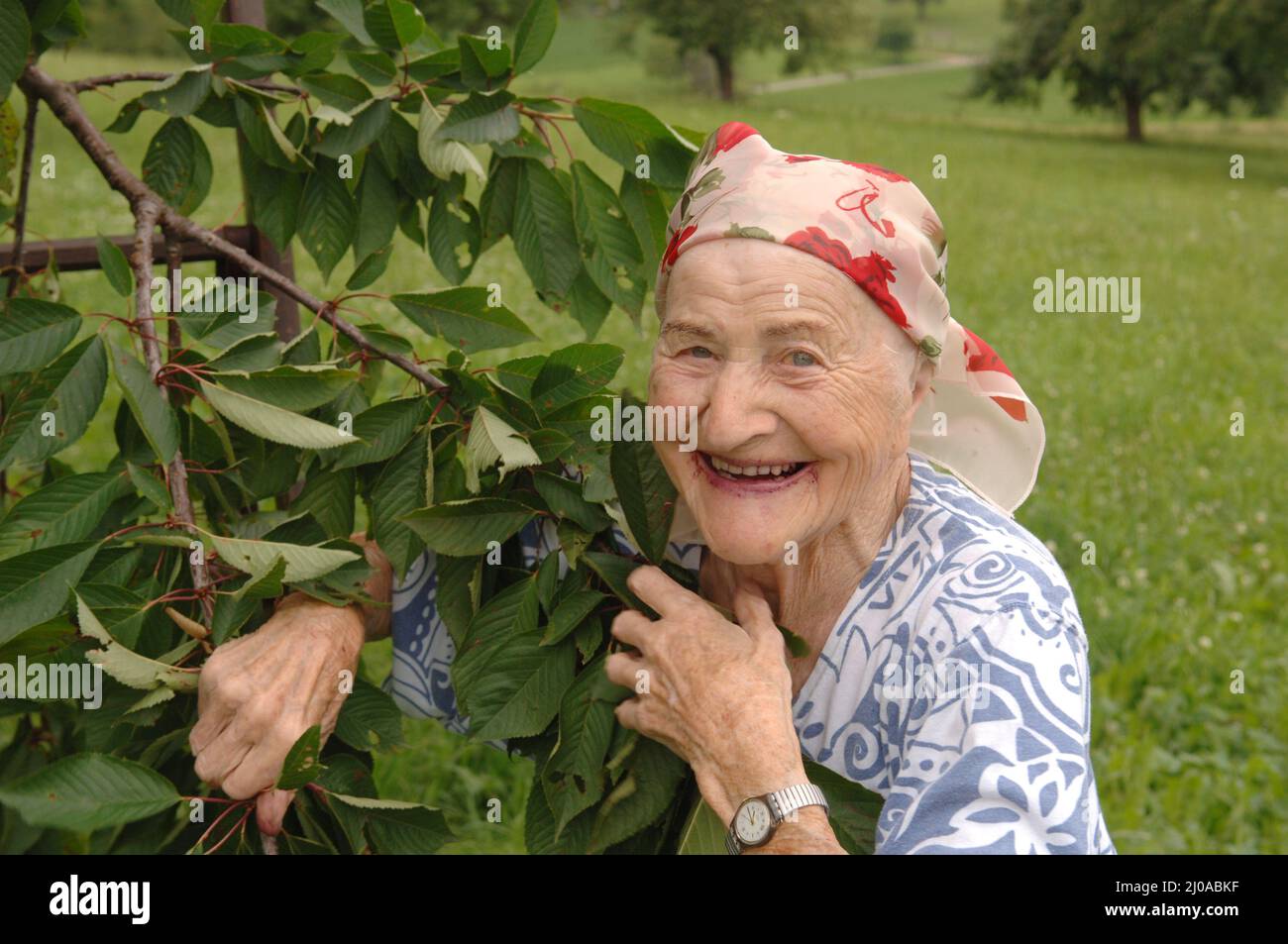 Cueillette de cerises Banque D'Images