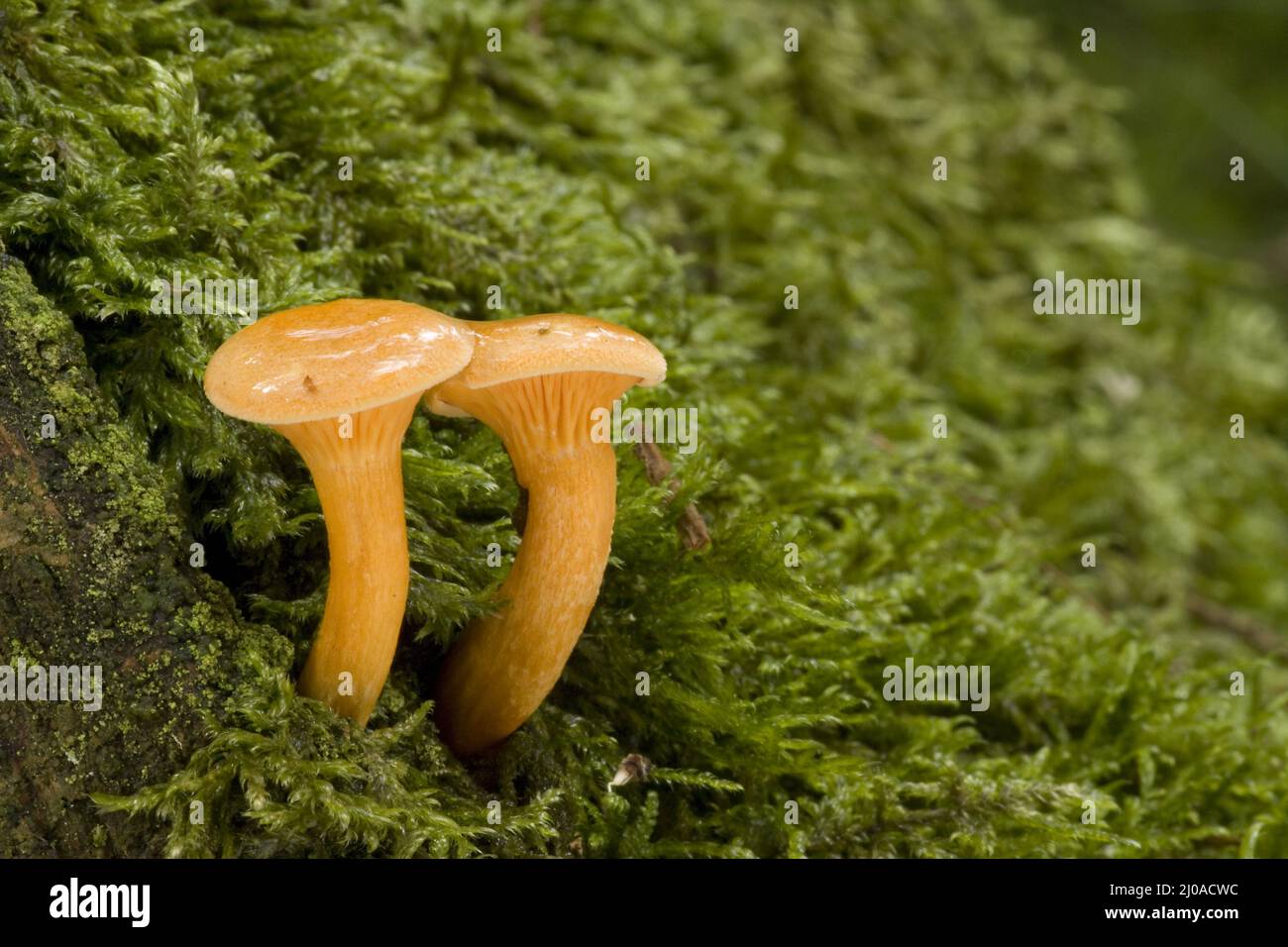 Chanterelles Banque D'Images