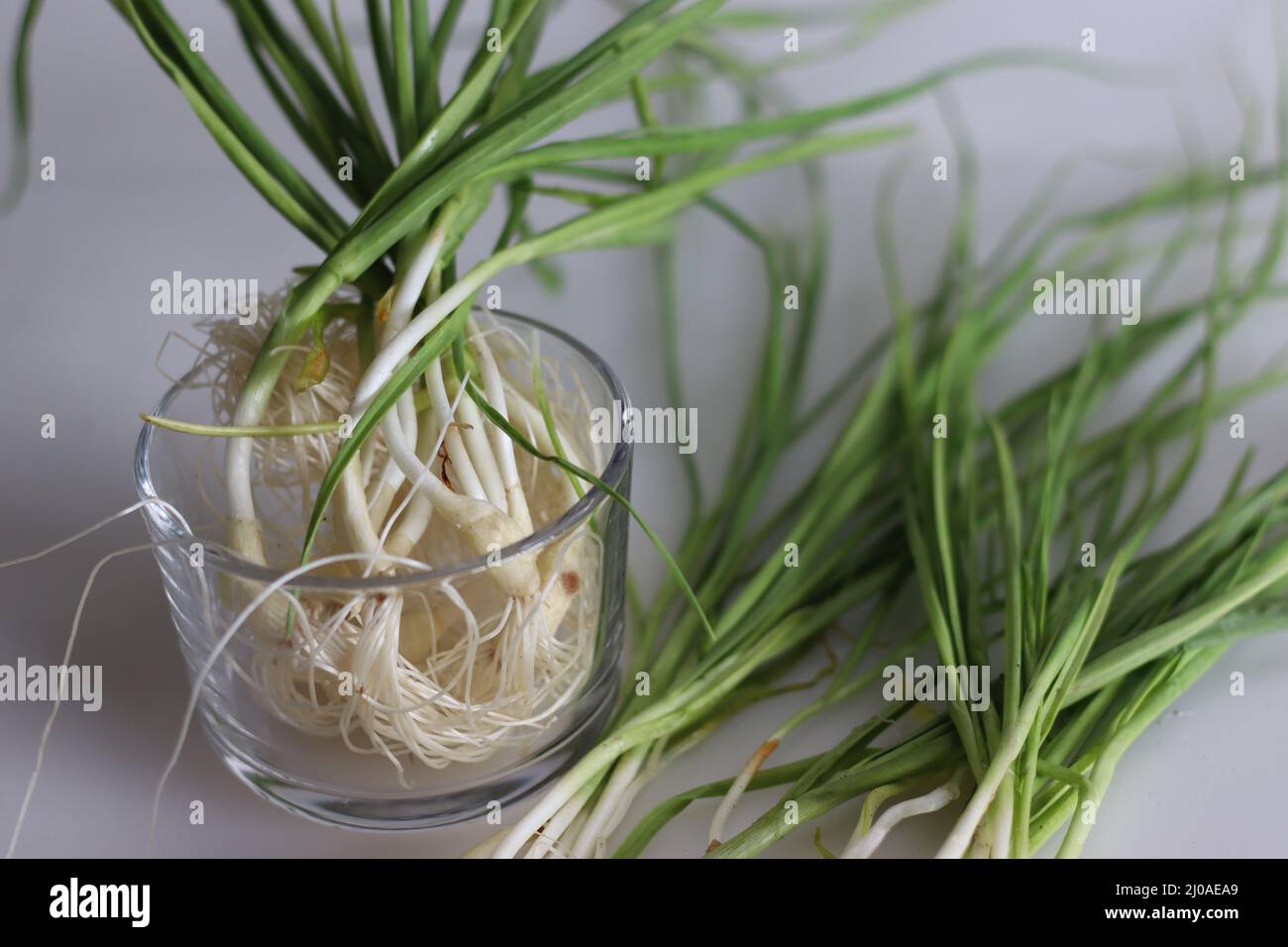 Ail vert ou ail de printemps. L'ail s'est extrait du sol avant de commencer à former les gousses. Il a un petit blub avec doux, frais et doux t Banque D'Images