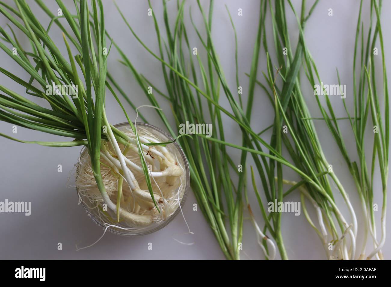 Ail vert ou ail de printemps. L'ail s'est extrait du sol avant de commencer à former les gousses. Il a un petit blub avec doux, frais et doux t Banque D'Images