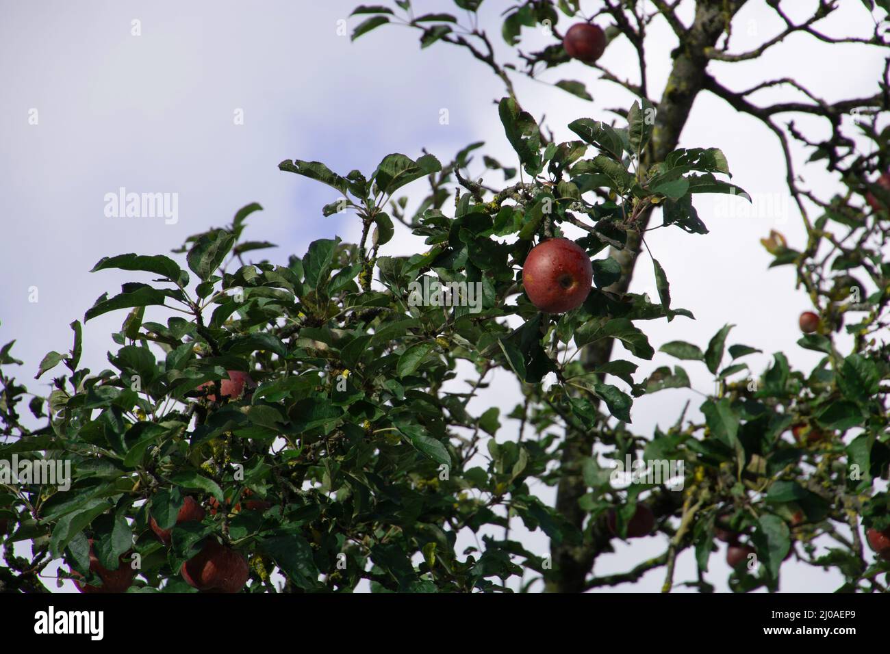 grandes pommes rouges mûres les branches d'un pommier en bavière Banque D'Images