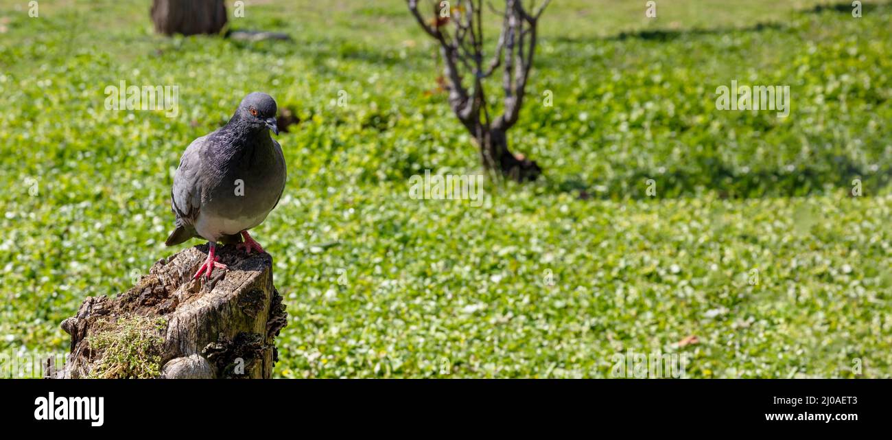 Pigeon debout sur un tronc d'arbre regardant l'appareil photo, arrière-plan nature flou, herbe verte de parc. Journée ensoleillée à Athènes Grèce. Espace de copie, bannière Banque D'Images