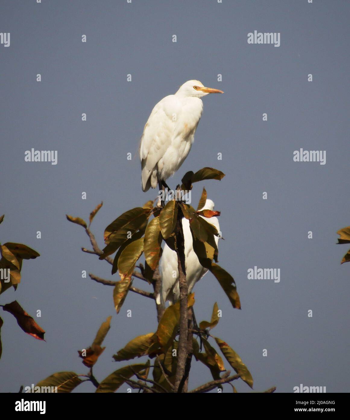 heron assis sur une branche d'arbre Banque D'Images