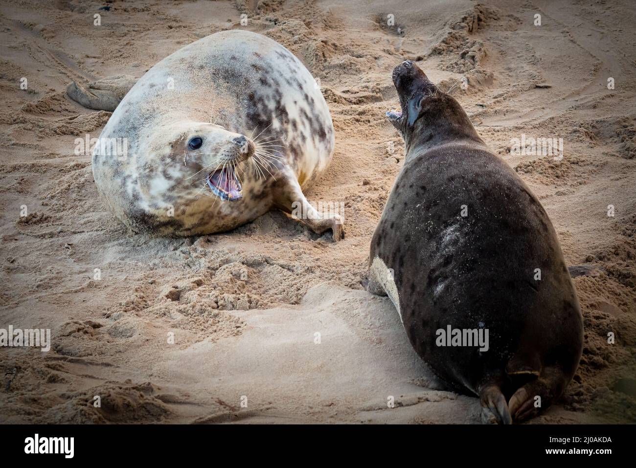 Une paire de phoques gris (Halichoerus grypus) se disputent sur le territoire de la plage et des dunes de sable de Horsey Gap, Norfolk Banque D'Images