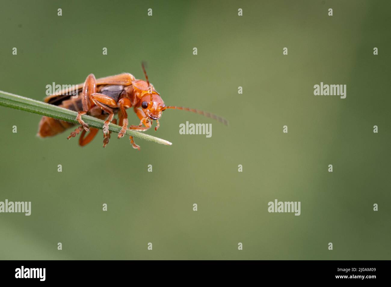 Le coléoptère commun du soldat rouge (Rhagonycha fulva) tourne à l'extrémité de la feuille dans les graminées de Thompson Common, Norfolk Banque D'Images