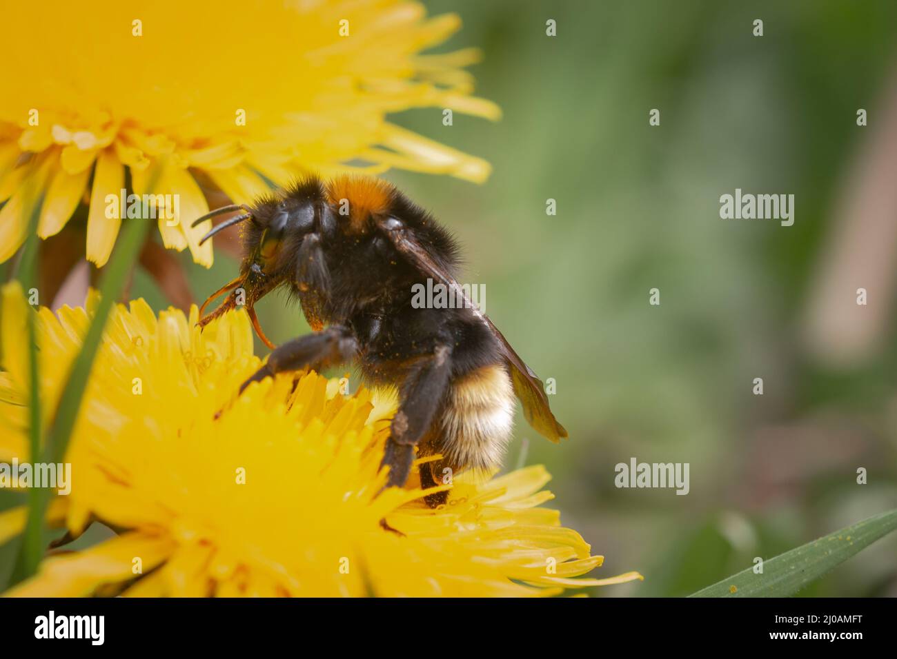 Le bourdon de l'arbre queen (Bombus hypnorum) se nourrit sur les fleurs de pissenlit jaune après avoir émergé au printemps à Wayland Wood, dans Norfolk Banque D'Images