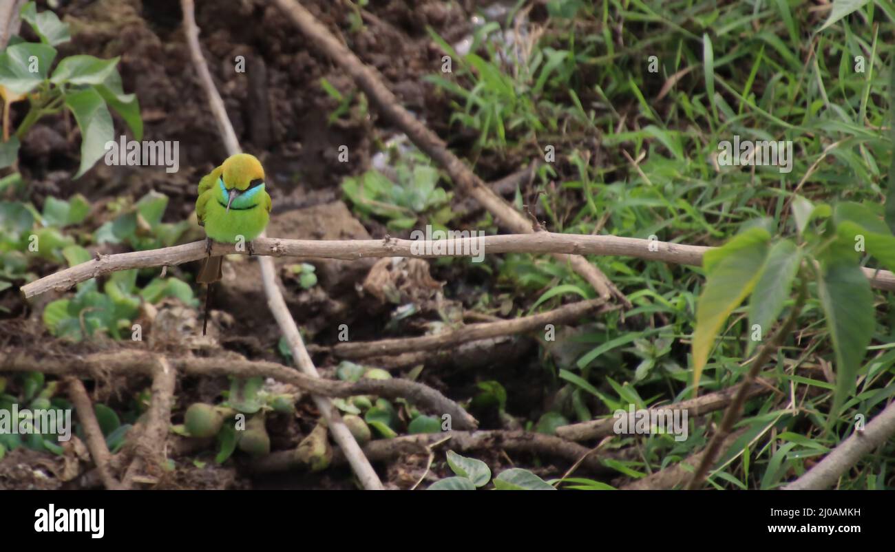 Moineau coloré assis sur la branche d'arbre Banque D'Images