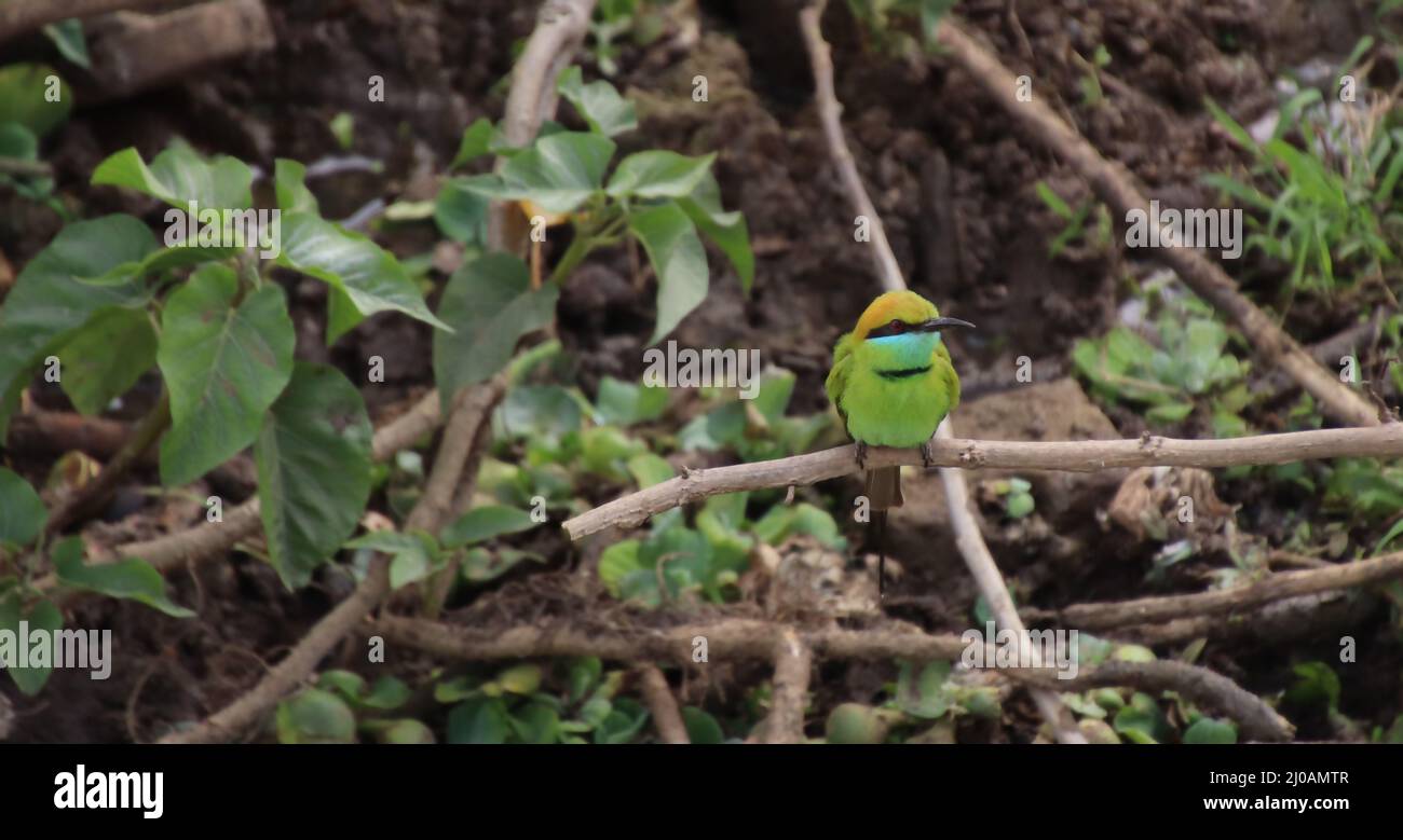 Moineau coloré assis sur la branche d'arbre Banque D'Images