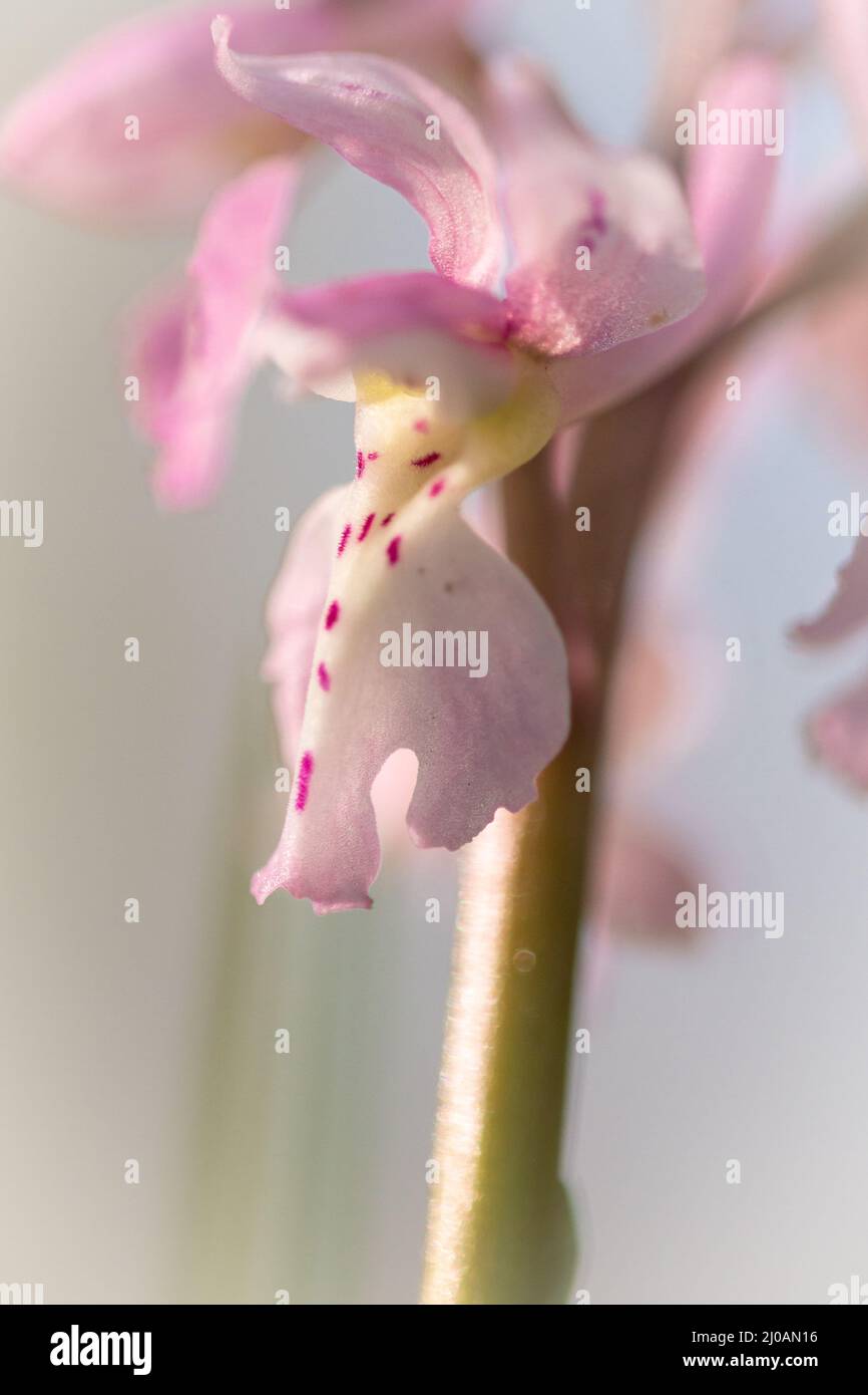 La variante rose de l'orchidée pourpre précoce (Orchis masculin) s'est retrouvée sous les arbres dans la forêt de Norfolk à Wayland Wood Banque D'Images