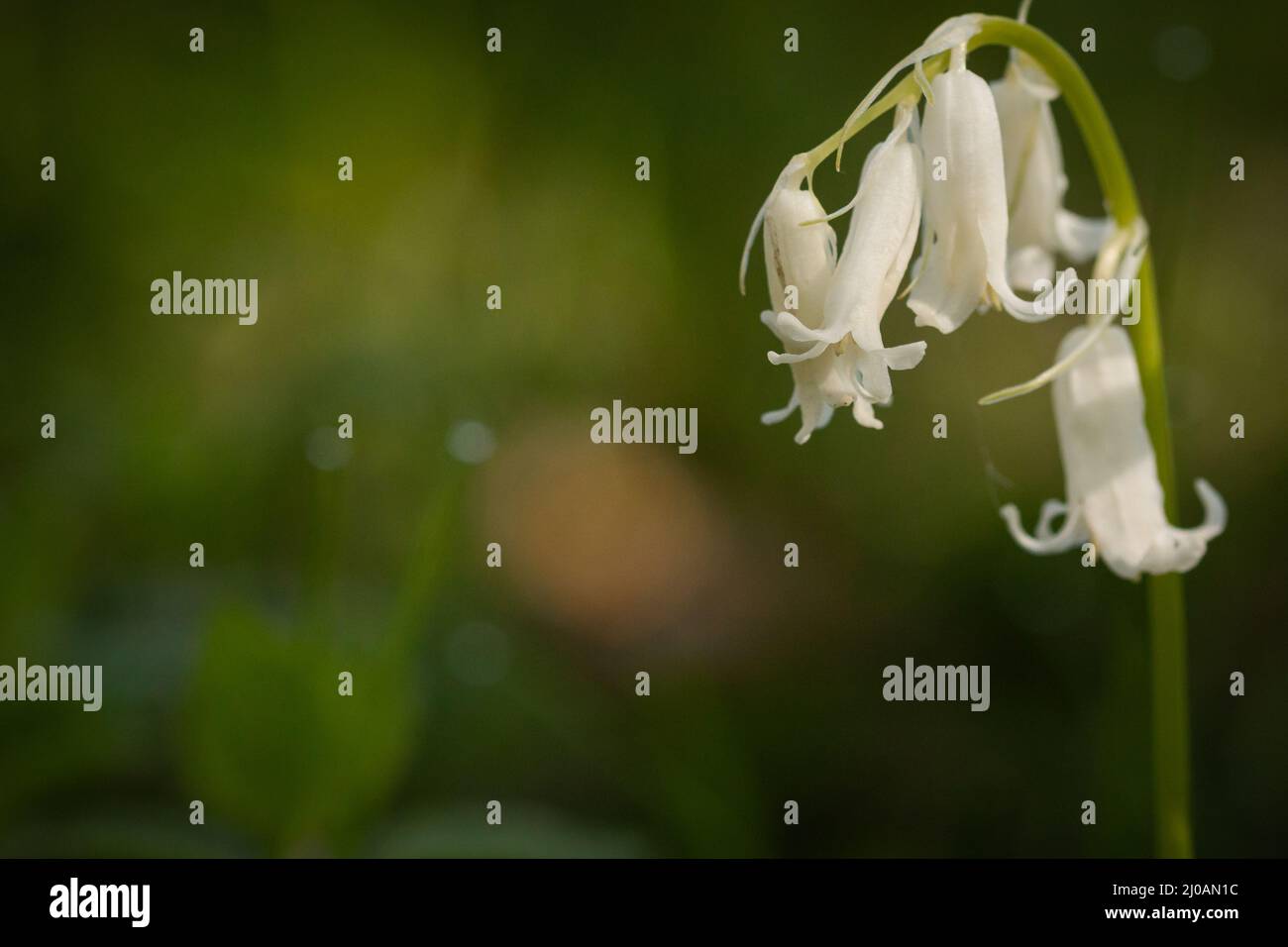 La variante blanche du bluebell (jacinthoides non-scripta) pousse sous les arbres dans la forêt de Wayland Wood, Norfolk Banque D'Images