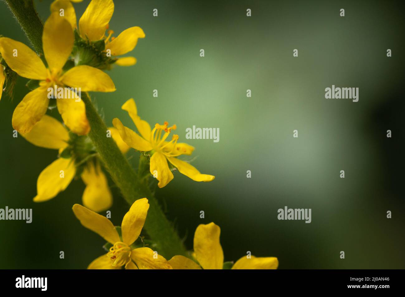 L'agrimonie (Agrimonia eupatoria) pousse le long des haies des sentiers de la ligne minérale près de Watchet dans le Somerset Ouest Banque D'Images