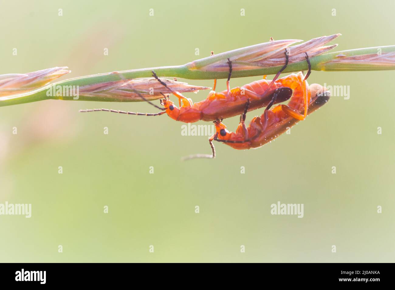 Une paire de coléoptères de soldat rouge (Rhagonycha fulva) admirez le soleil du soir qui se couche dans la prairie le long des sentiers près de Watchet, West Somerset Banque D'Images