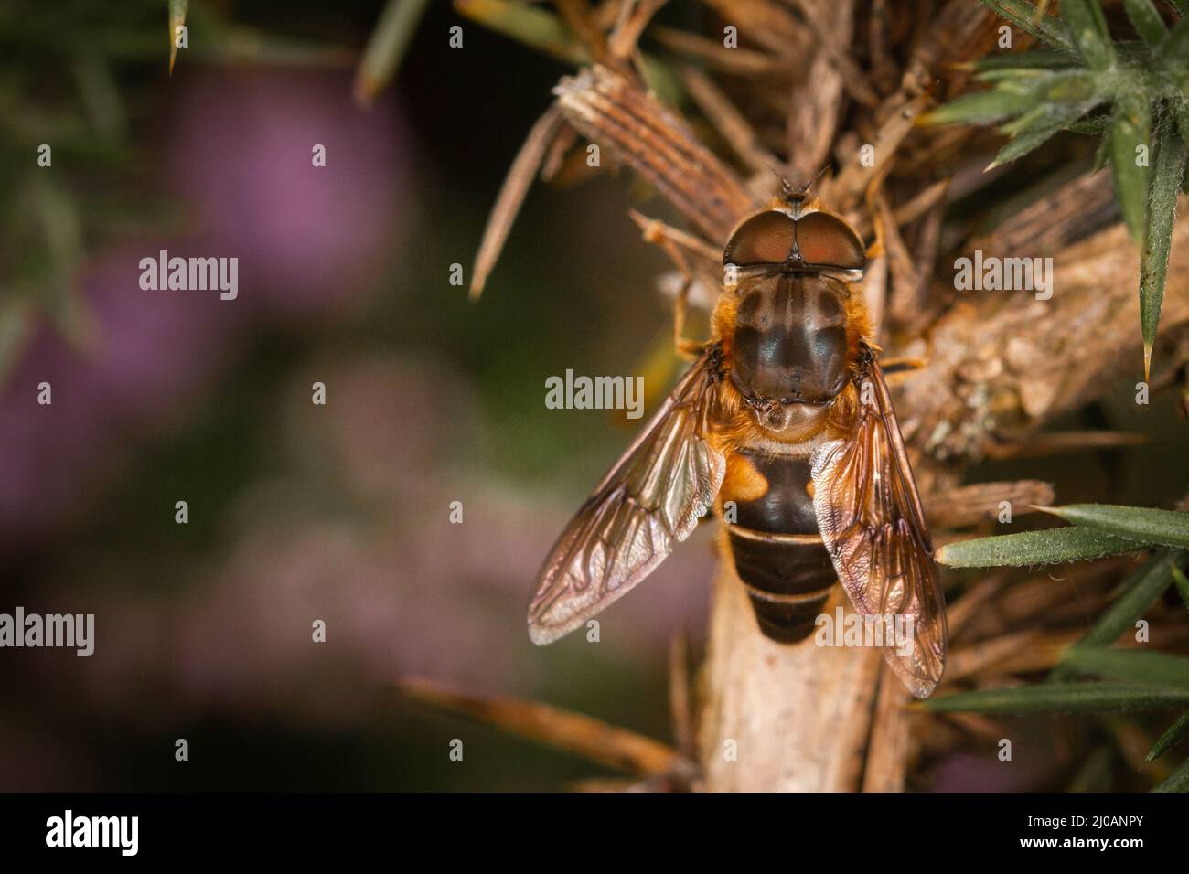 L'aéroglisseur (Eristalis pertinax) repose sur la tige d'une plante Gorse dans les bois près de Dunster, dans le Somerset Ouest Banque D'Images