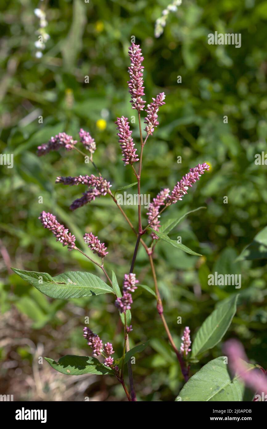 Persicaria lapathifolia, Polygonum lapathifolia, P. Banque D'Images