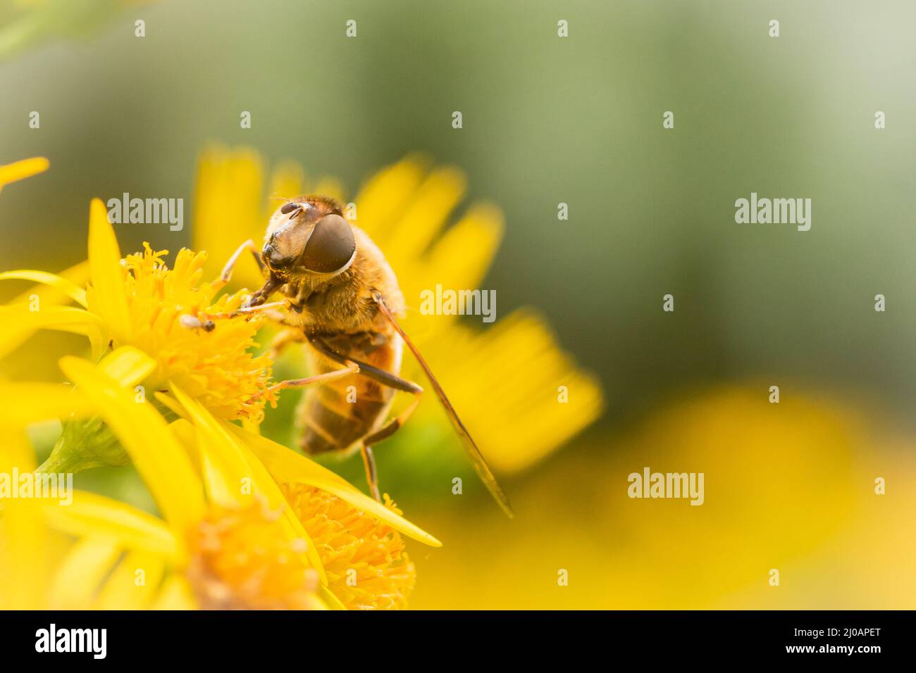 Un aéroglisseur (Eristalis pertinax) pollinise les fleurs jaunes dans une clairière près des bois à Horner, West Somerset Banque D'Images