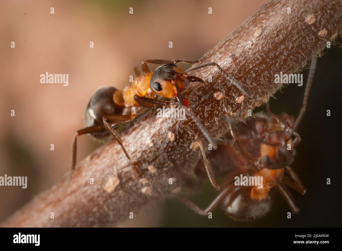 Gros plan d'un fourmi de bois (Formica rufa) à la recherche de nourriture dans la végétation d'une forêt Somerset à l'extérieur de Dunster Banque D'Images