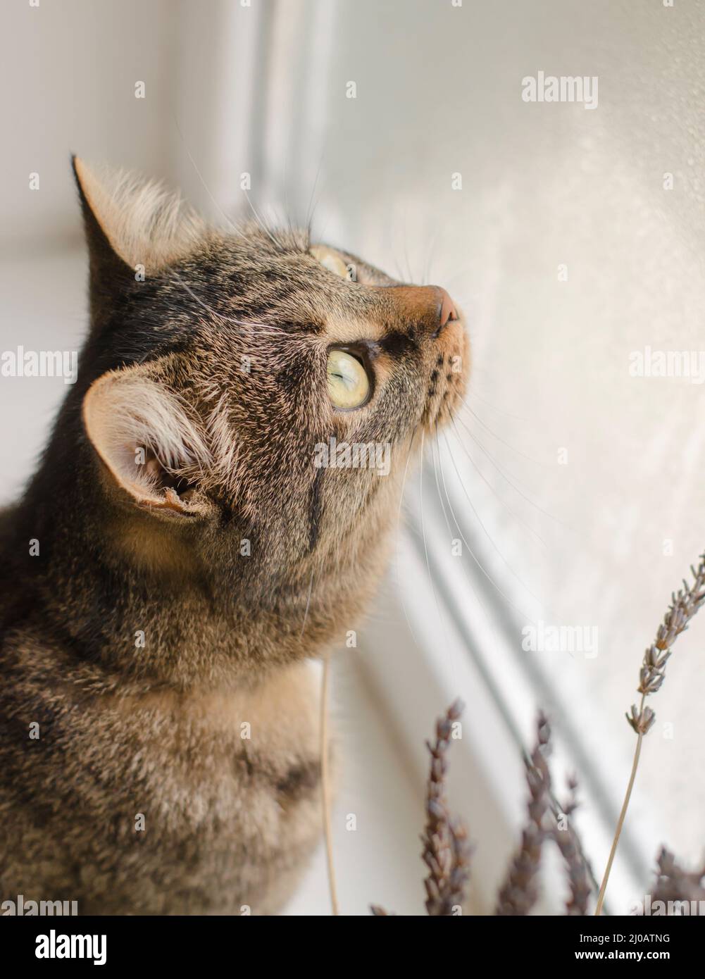 Portrait d'un beau chat rayé sur le rebord de la fenêtre. Le chat regarde la nature par la fenêtre. Banque D'Images