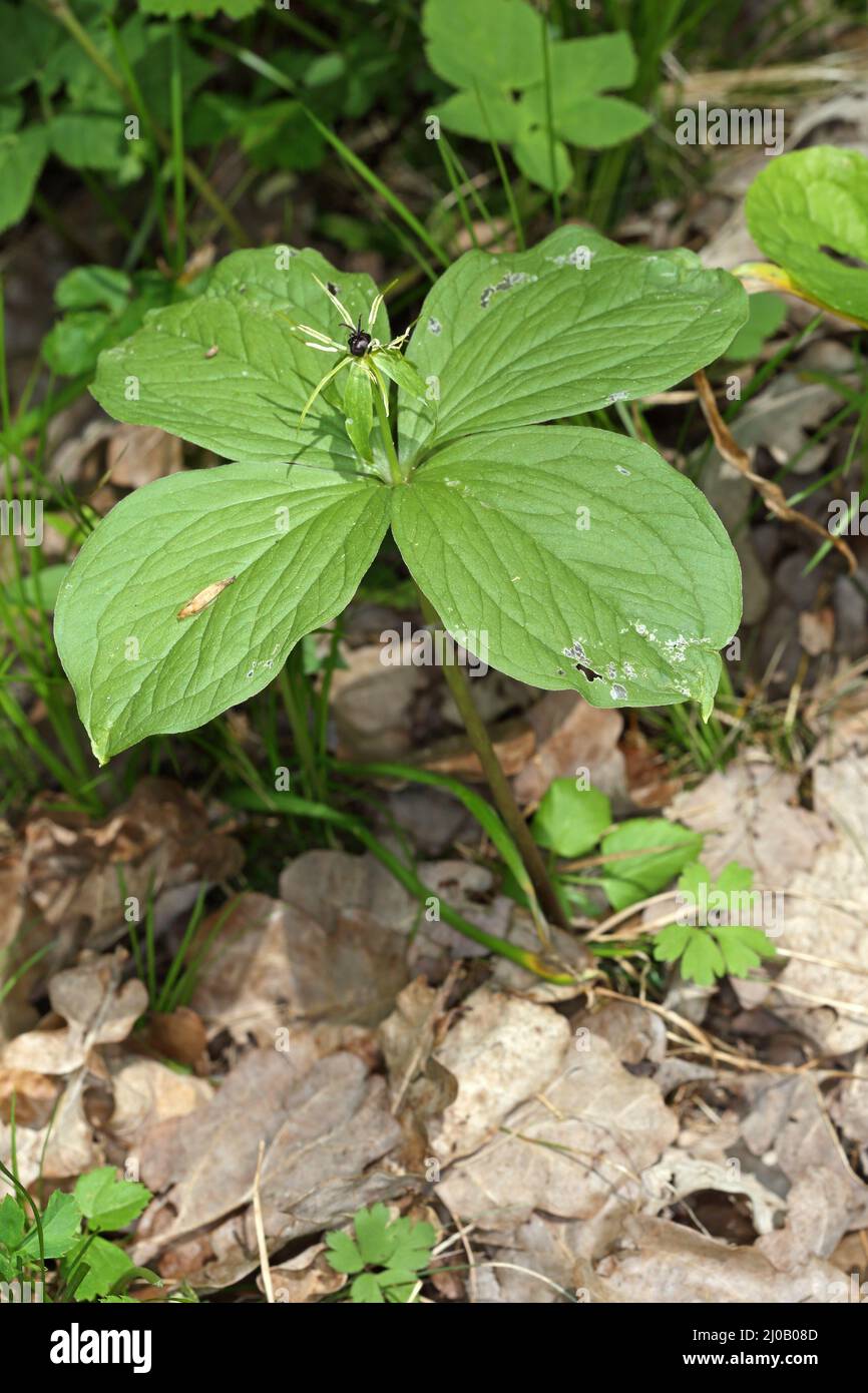 Paris quadrifolia, herbe paris, véritable nœud d'amant Banque D'Images