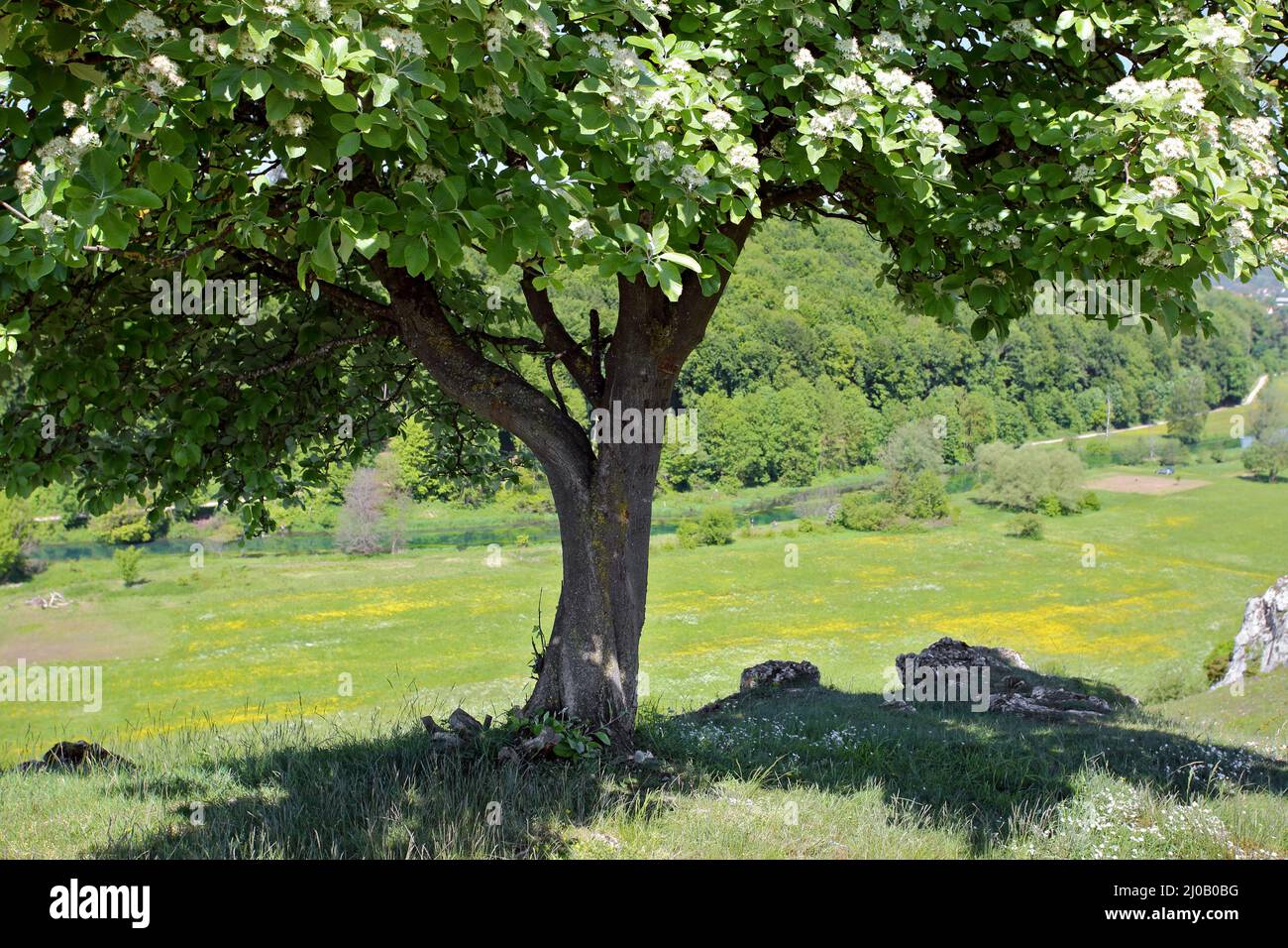 Vallée du Brenz, Eselsburg, Jura souabe, Allemagne Banque D'Images