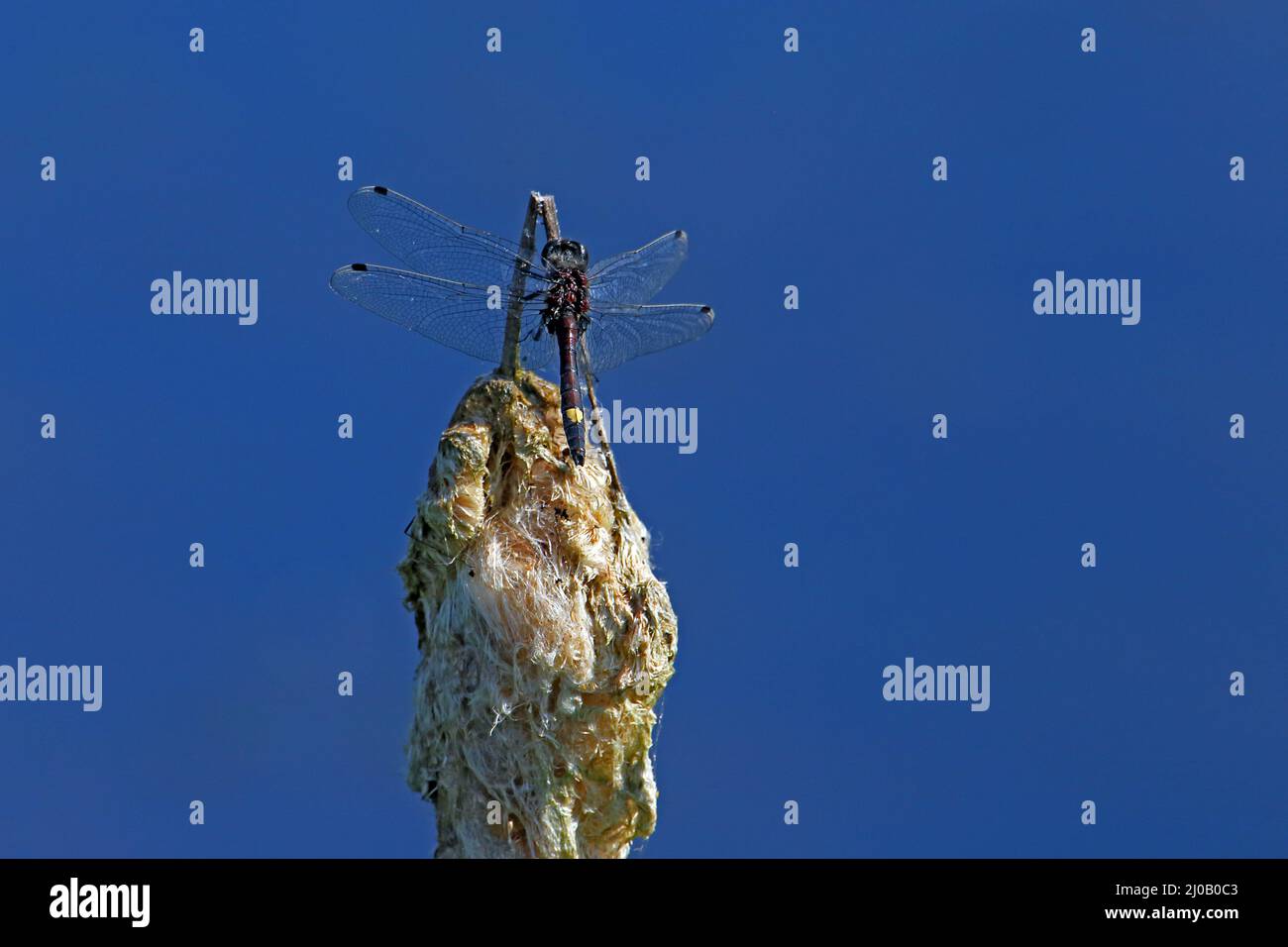 Blanc à pois jaunes, Leucorrhinia pectoralis Banque D'Images