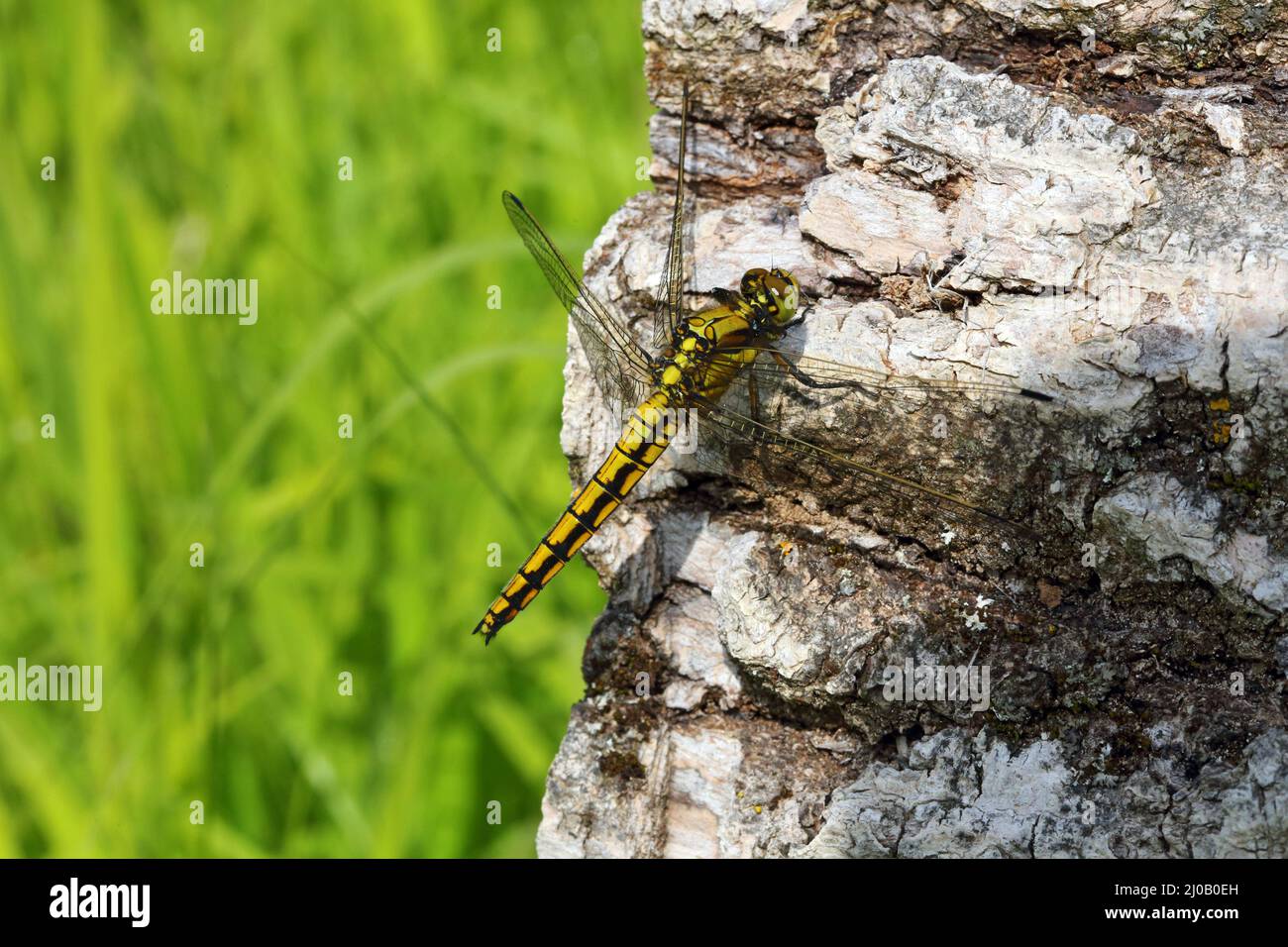 Skimmer à queue noire, femme, Orthetrum cancellatu Banque D'Images