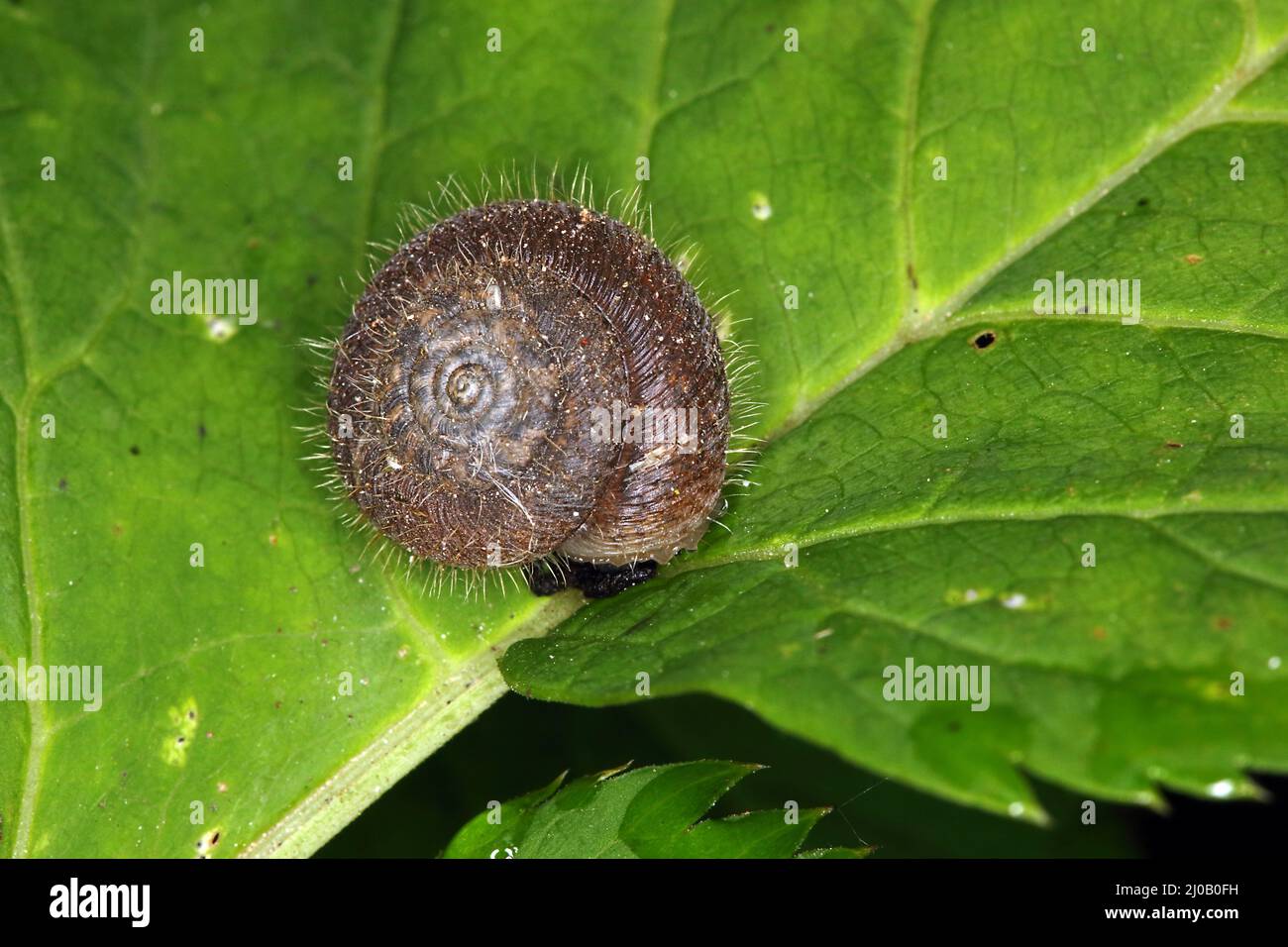 Trochulus villosus, Trichia villosa, Escargot Banque D'Images