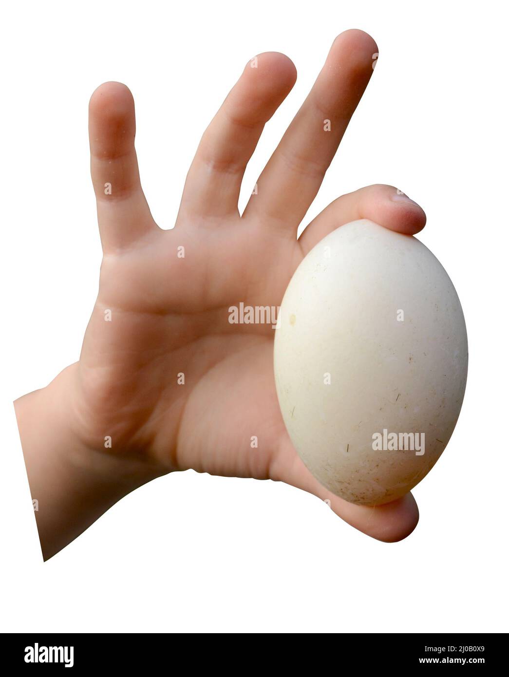 Isolement de la main d'un enfant tenant Un œuf de ferme sale Banque D'Images