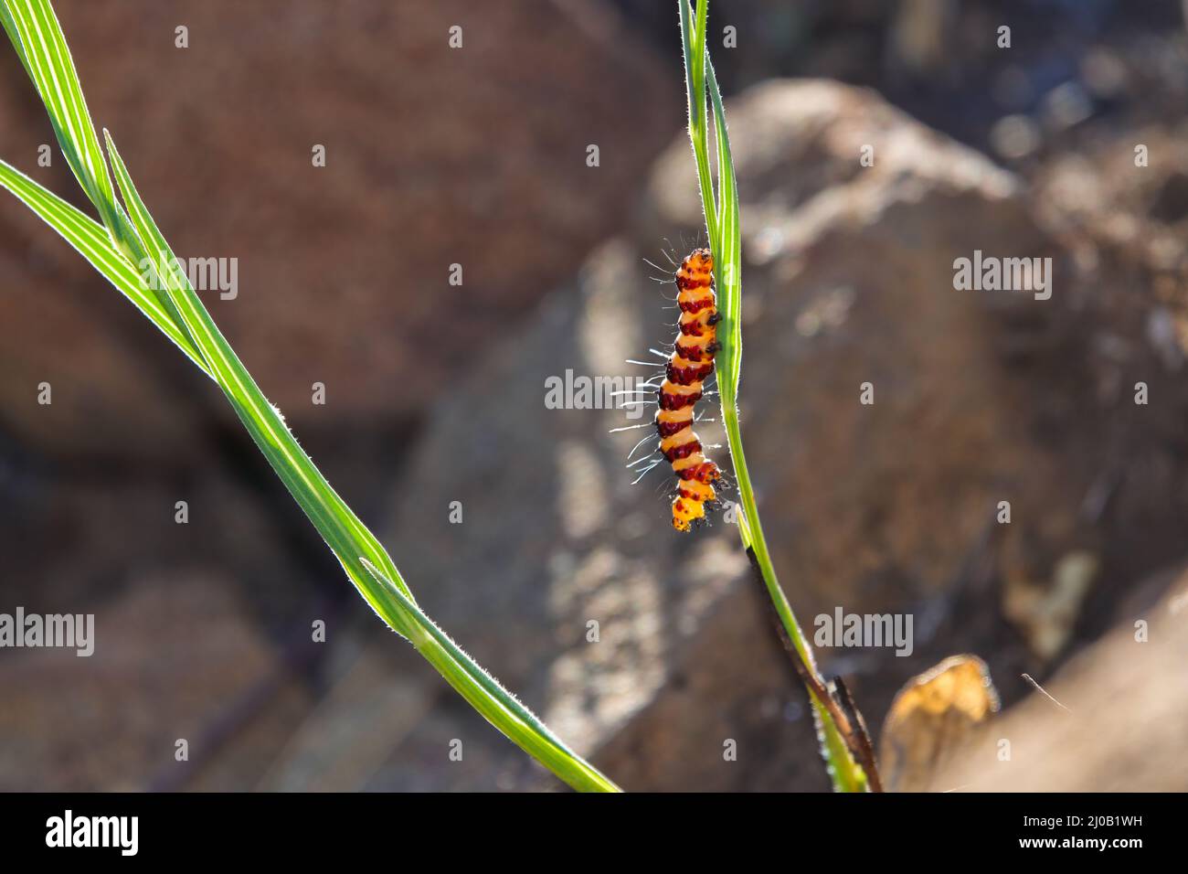 Chenille de la Moth cinnabar sur tige de plante (Tyria jacobaeae) Banque D'Images