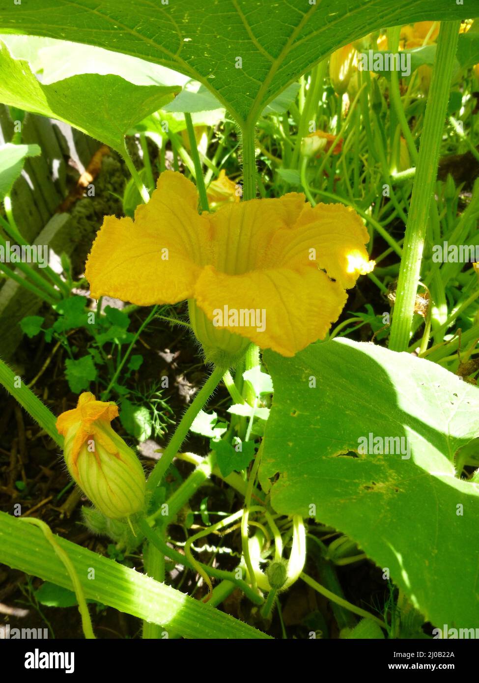 Fleur de citrouille jaune. Mise au point sélective. Jour d'été ensoleillé dans un jardin en Sibérie Russie Banque D'Images