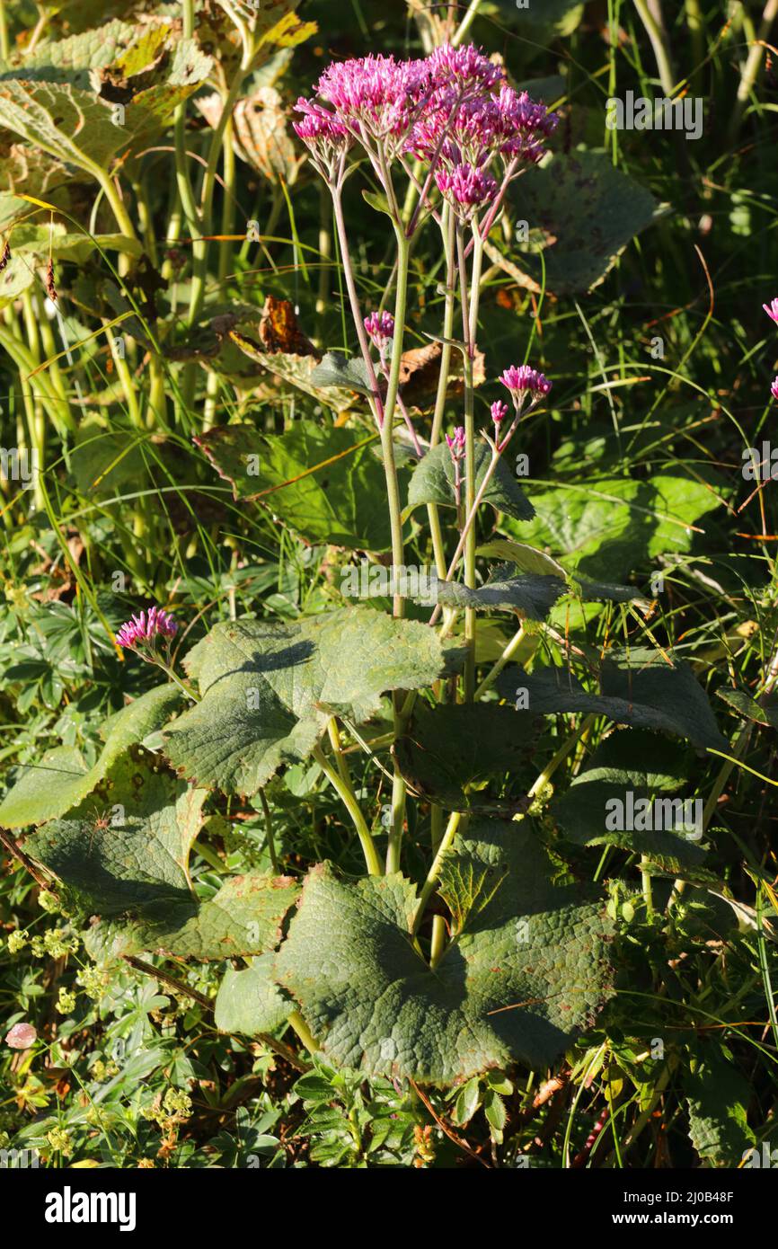 Adenostyles alliariae, plante herbacée alpine Banque D'Images