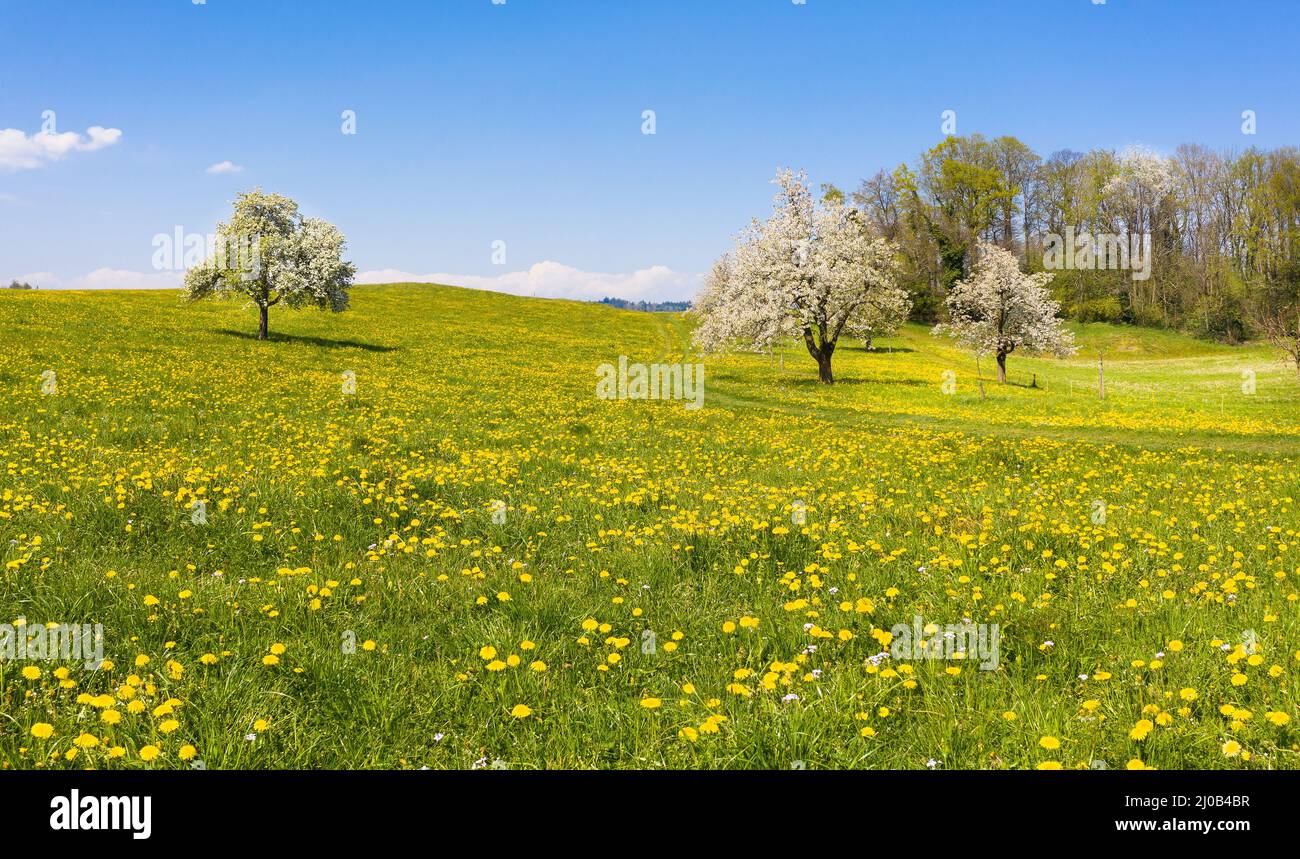 Ressort. Panorama de la nature printanière en Suisse. Canton de Lucerne. Banque D'Images