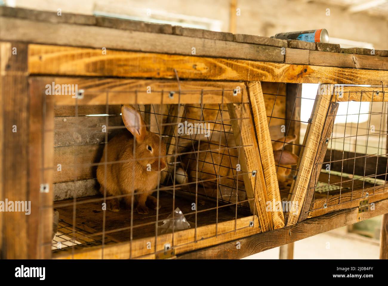 Lapin brun dans une cage. Lapin brun Banque D'Images