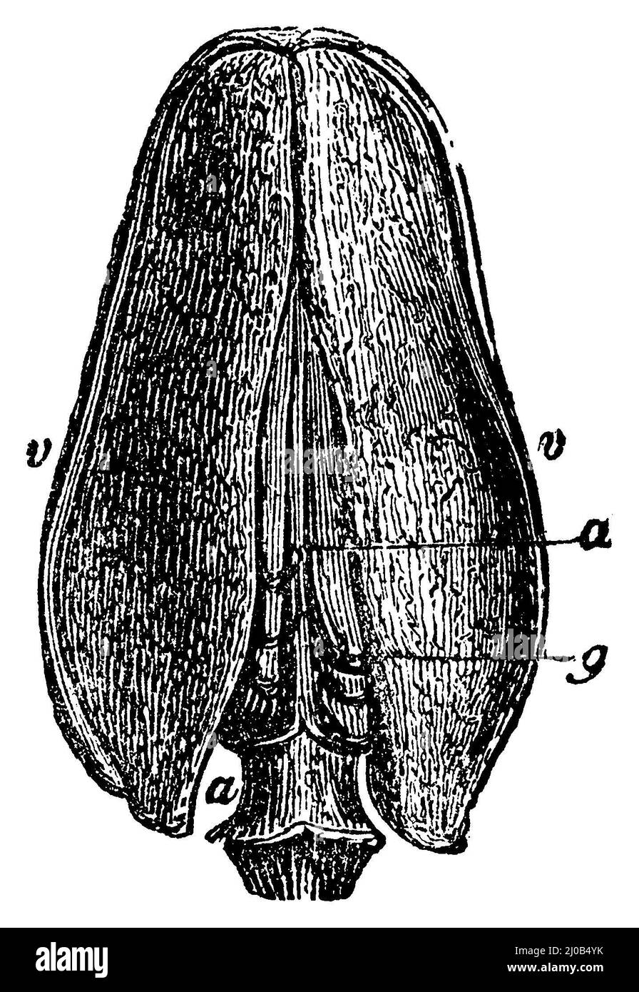 Acajou d'Amérique, ouverture de capsule de bas en haut: v valves, un axe aa, g graines, Swietenia mahagoni, anonym (livre de biologie, 1881), Westindisches Mahagoni, Kapsel, die sich von unten nach oben öffnet: v Klappen, a aa Achse, g Samenkörner, acajou d'Amériqu, Capsule s'ouvrant de bas en haut : v valves, a aa AX, g graines Banque D'Images