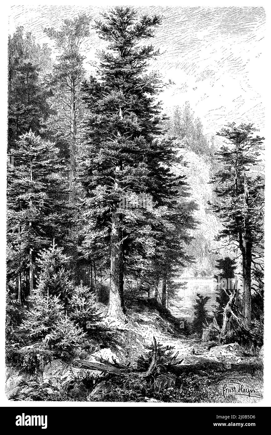 Sapin argenté européen ou sapin argenté, Abies alba Syn. Picea alba, Heyn, Ernst (1841-1894) (livre botanique, 1899), Weißtanne, Sapin blanc Banque D'Images