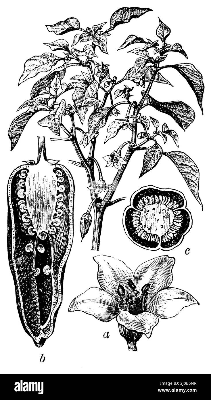 Paprika, une fleur, b fruit, section longitudinale, c coupe transversale de fruit, Capsicum annuum, (, ), Paprika, A Blüte, b Frucht, längsdurchschnitt, c Fruchtquerschnitt, Paprika, a fleur, b fruit, coupés longitudinaux, c coupe transversale du fruit Banque D'Images