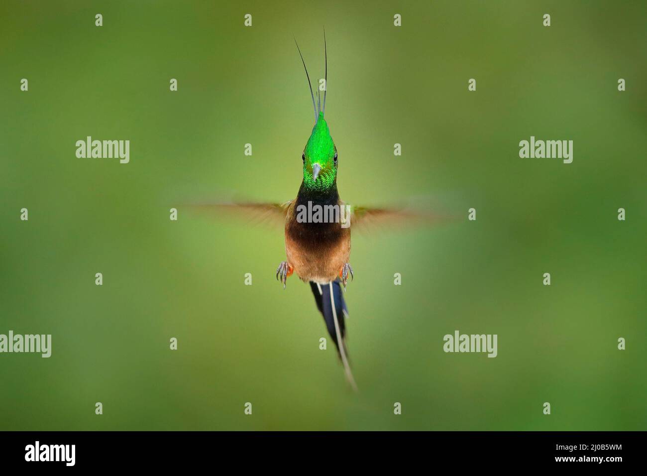 Faune Equateur. Queue d'épine à crasse métallique, Discosura popellairii, colibri de Colombie, d'Equateur et du Pérou. Bel oiseau avec écusson, assis dans le Banque D'Images