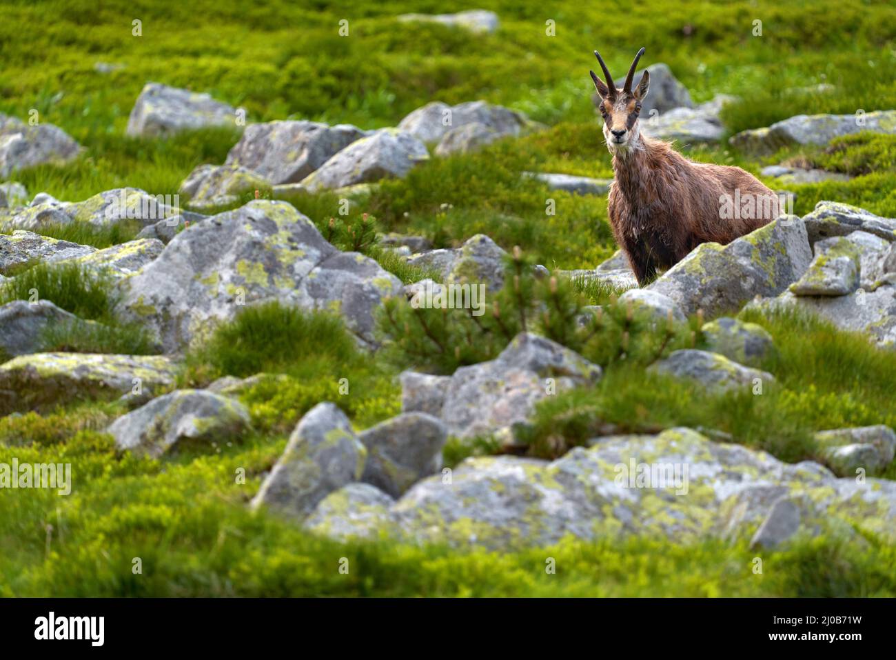 Rupicapra rupicapra tatranica, Chamois dans la nature habitat rocheux, Vysoke Tatry NP, Slovaquie. Scène sauvage avec corne Banque D'Images
