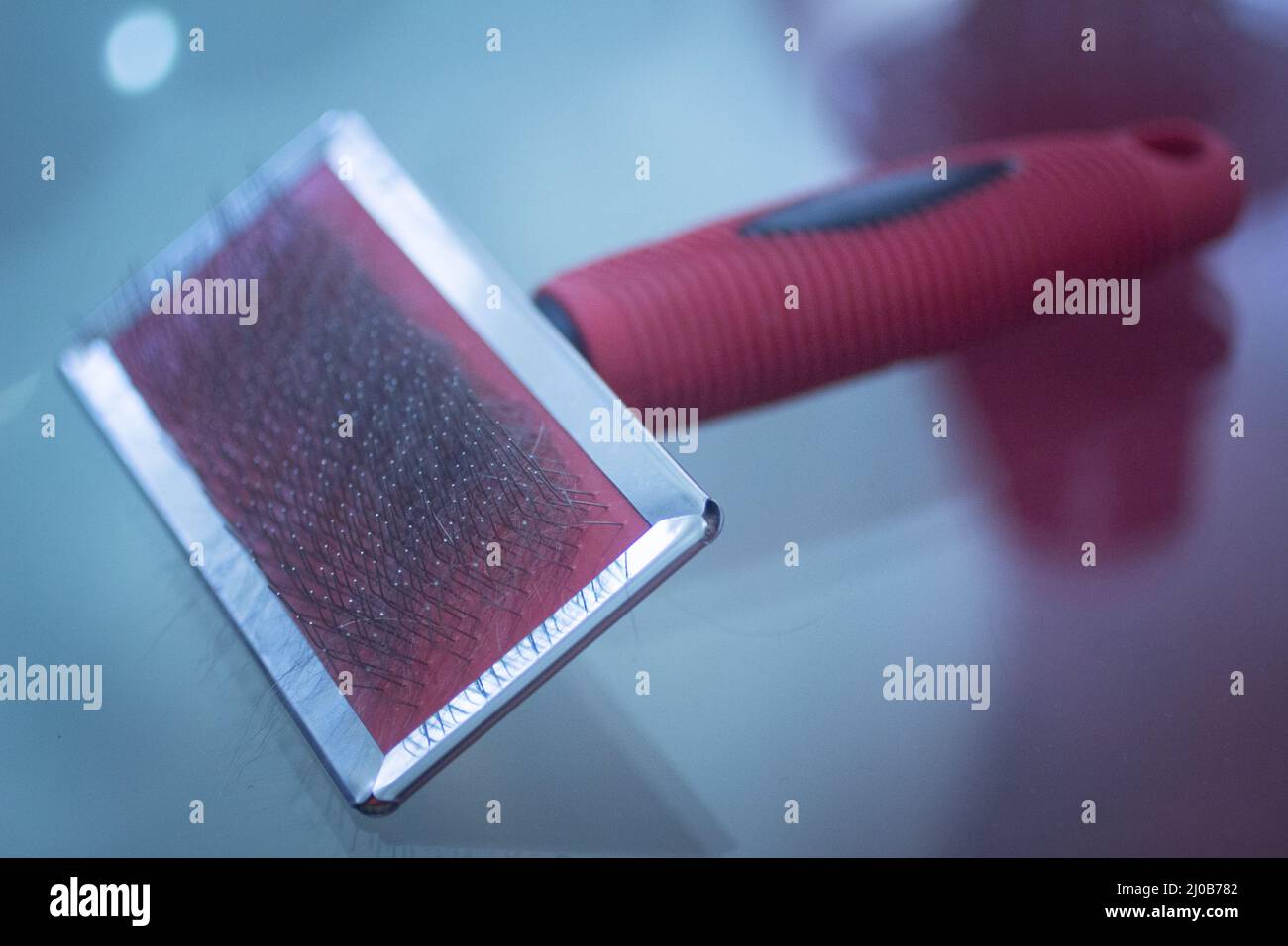 Brosse de toilettage féline canine pour chiens de chats Banque D'Images