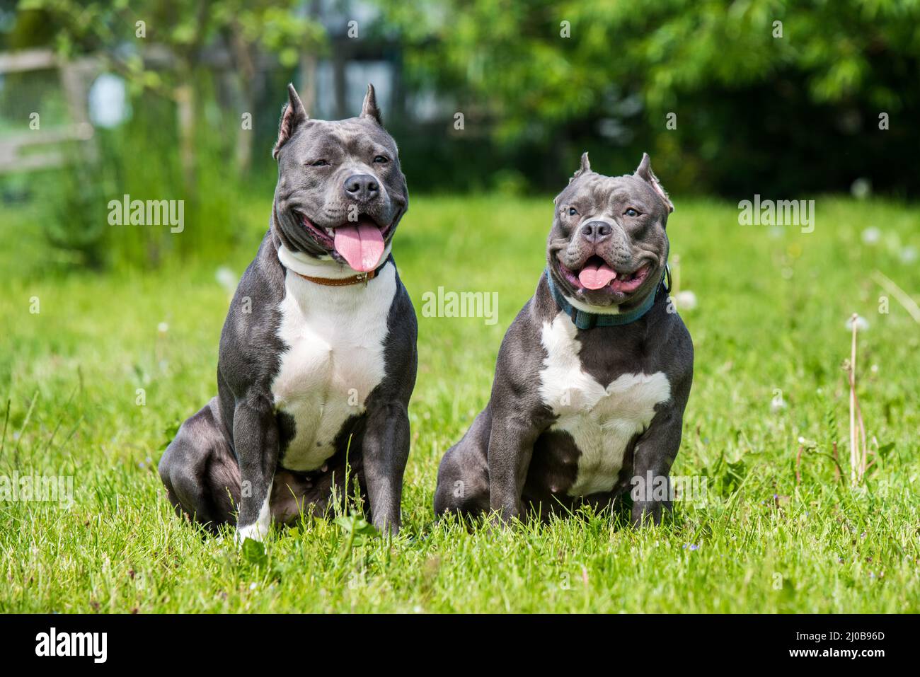 Cheveux bleus Staffordshire Terrier américain et Bully américain chiens Banque D'Images