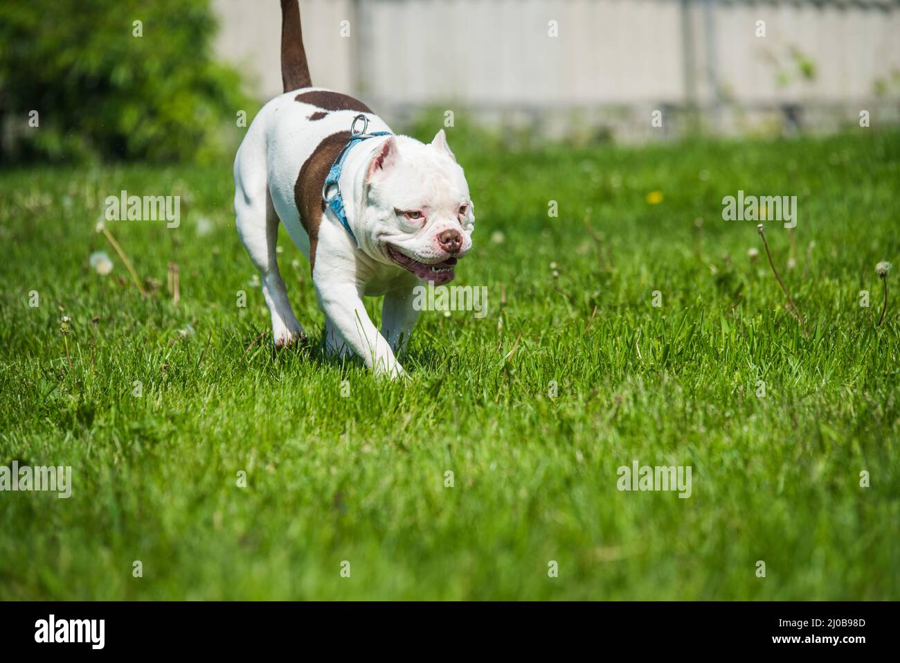 Chien américain Bully mâle en mouvement sur la nature Banque D'Images
