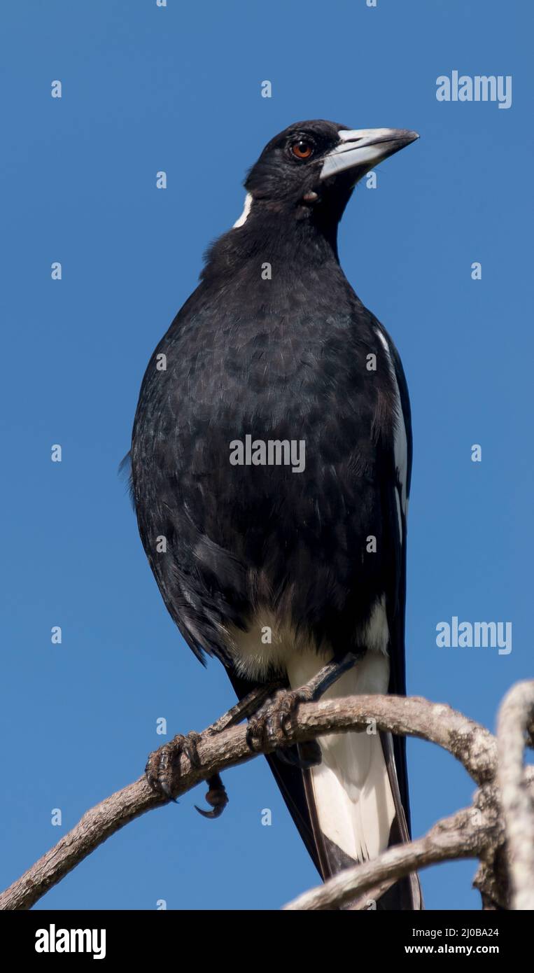 Magpie australienne adulte, cracticus tibicen, perchée fièrement sur une branche élevée qui arpente les environs. Plumes brillantes, soleil, ciel bleu, Queensland. Banque D'Images