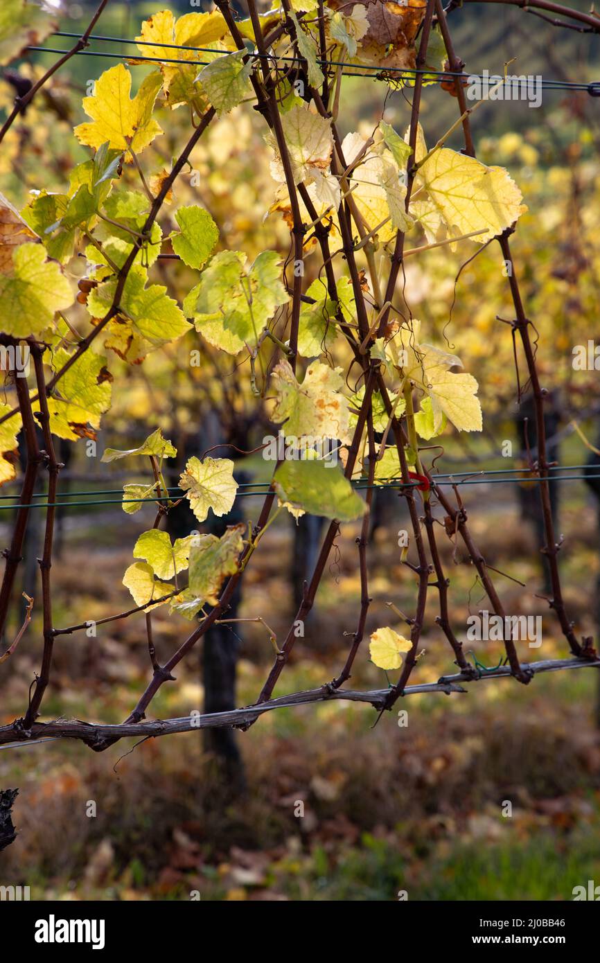 feuille, verges de vigne, jaune, détail, gros plan, automne, vert, à travers, feuilles, vigne, Raisin, sud, styrie, région, Weinstrasse, Südsteiermark, backgroun Banque D'Images