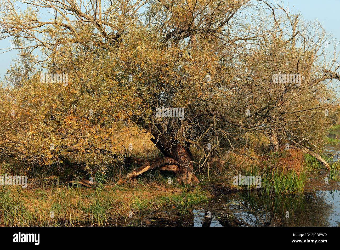 Willow Tree, parc national de Lower Oder Valley, DE Banque D'Images