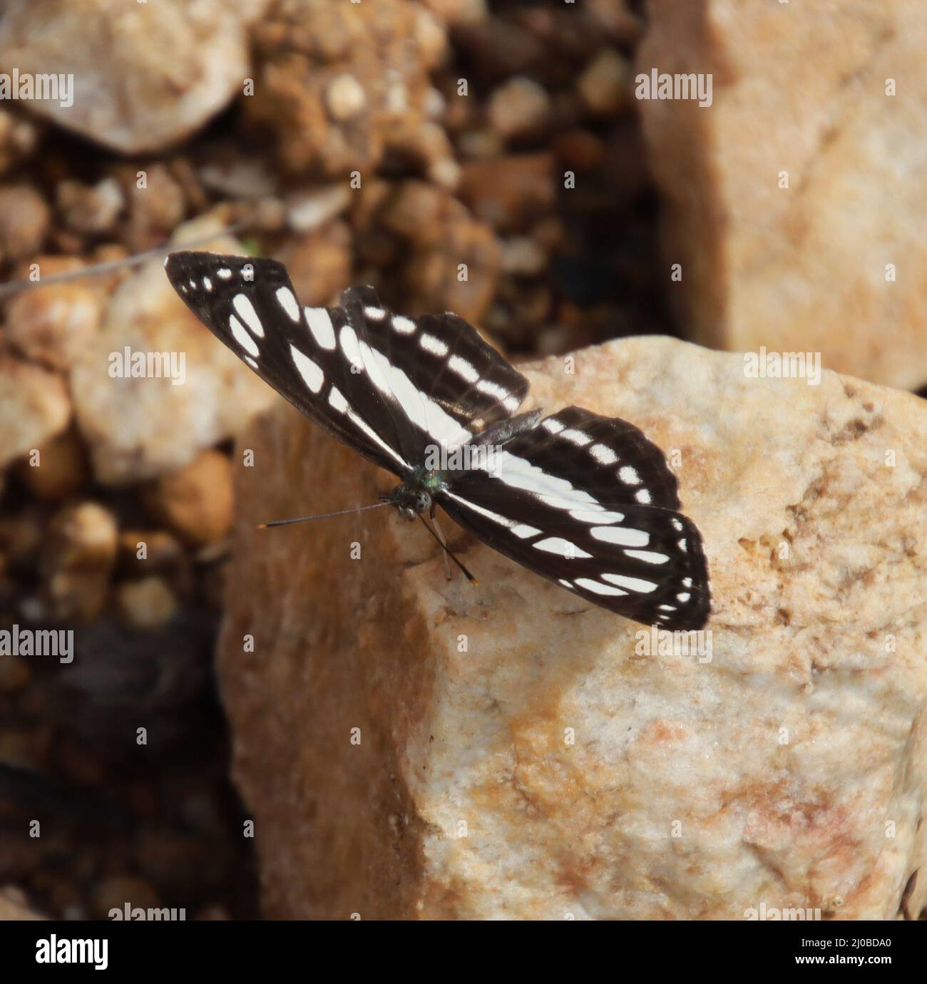 papillon assis sur la pierre Banque D'Images