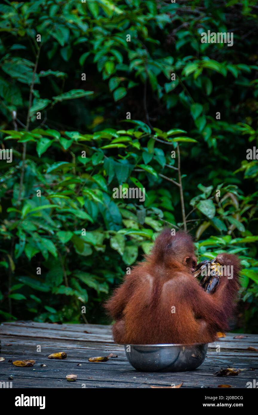 Bébé orang-outan assis dans un bol l'Indonésie Banque D'Images