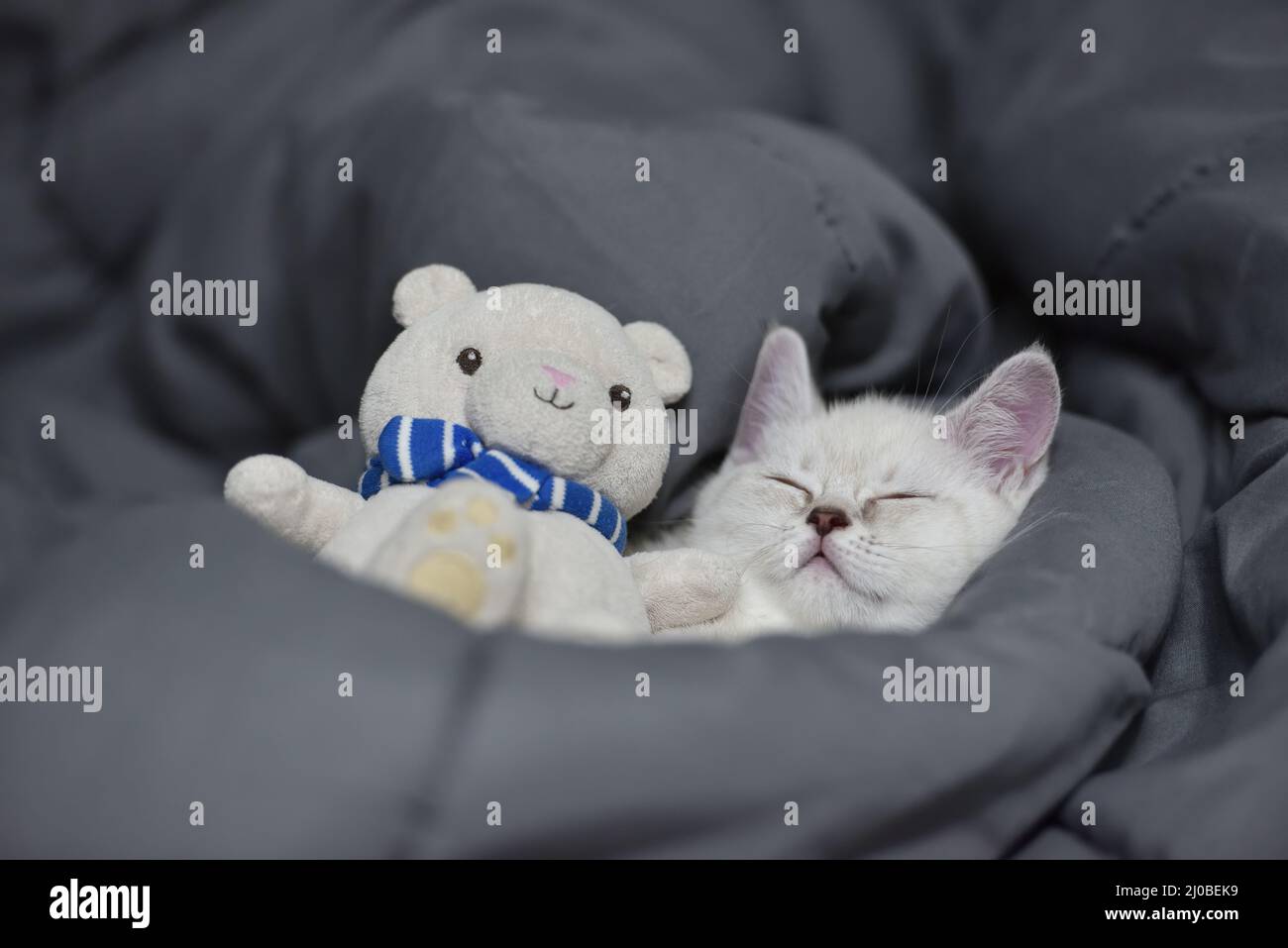 Un adorable chaton en tissu à motif tabby dorment sur une couverture douce blanche. Le chat repose sur le lit. Un sommeil confortable pour les animaux de compagnie dans une maison confortable. Banque D'Images